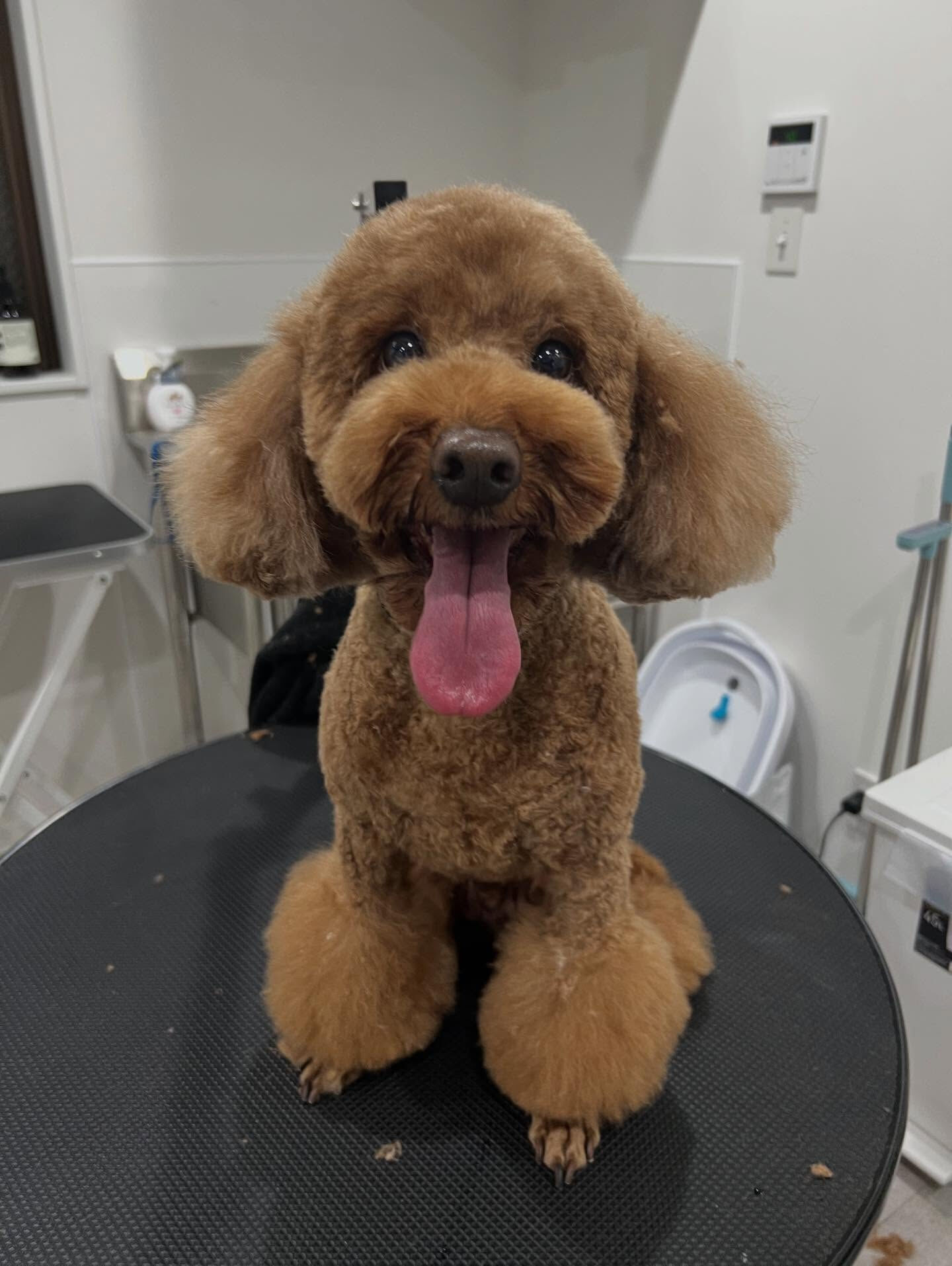 .Tプードルのパルフェくん🐶
