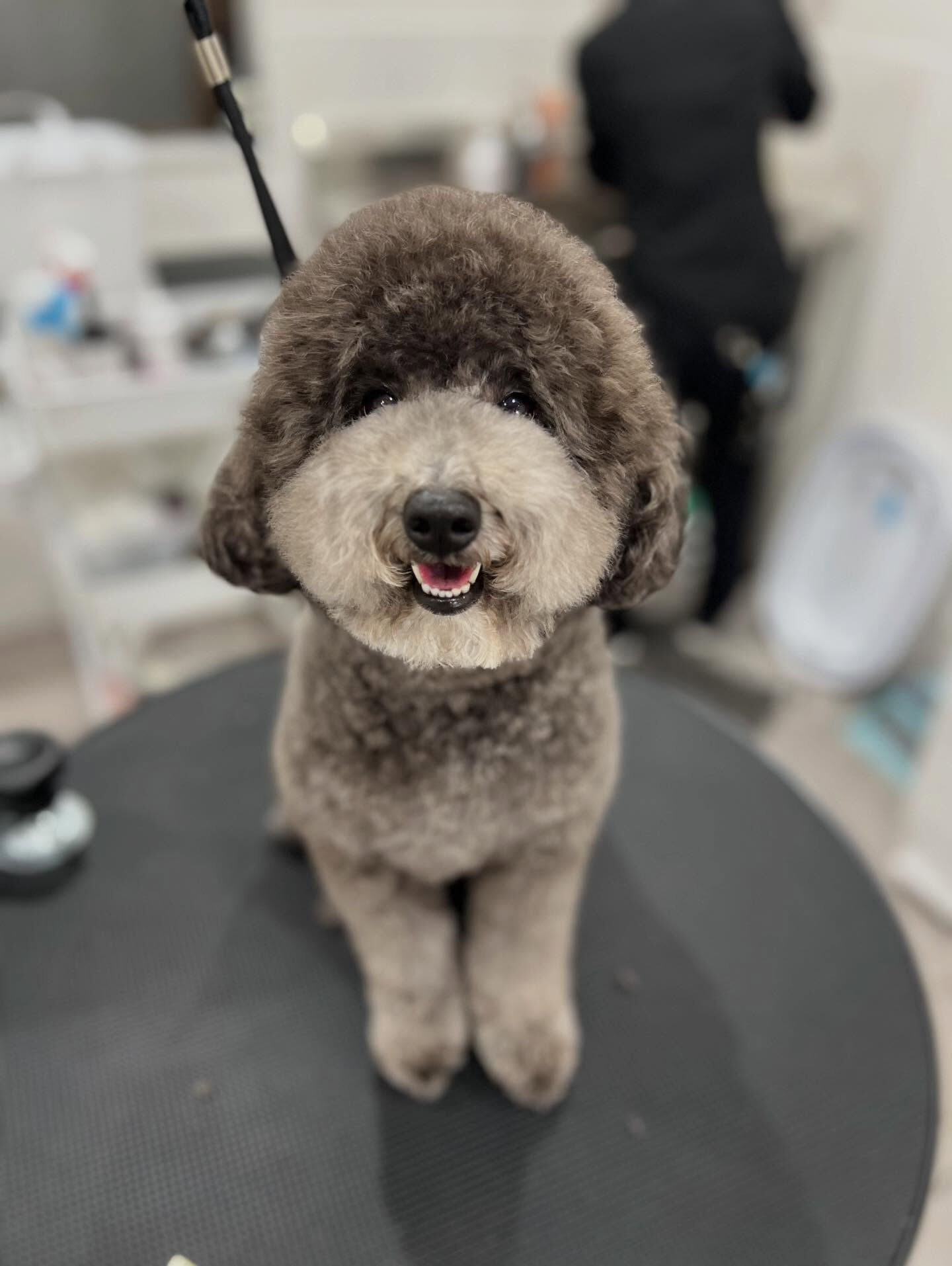 トイプードルのととろくん🐶
