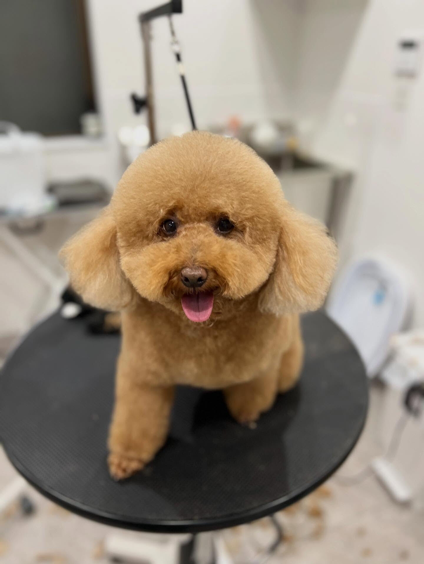 トイプードルのシェリちゃん🐶