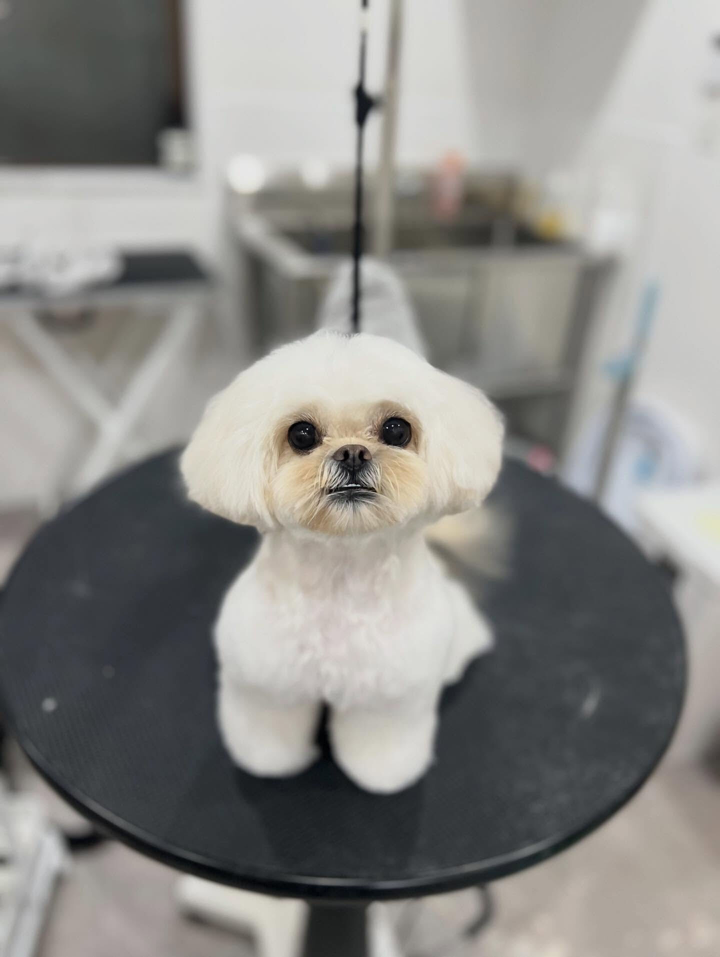 ミックス犬のツンちゃん🐶