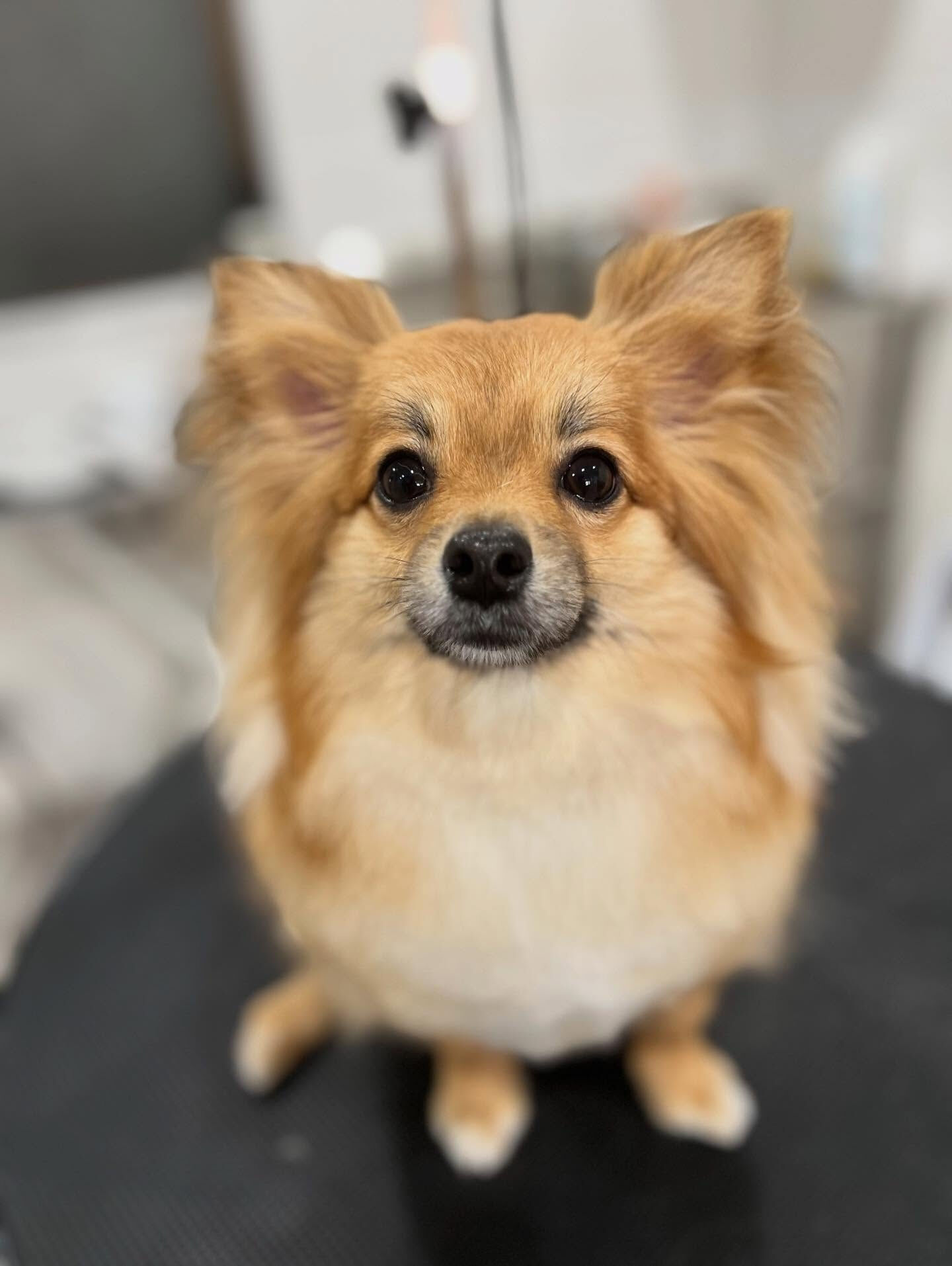 MIXのソラちゃん🐶