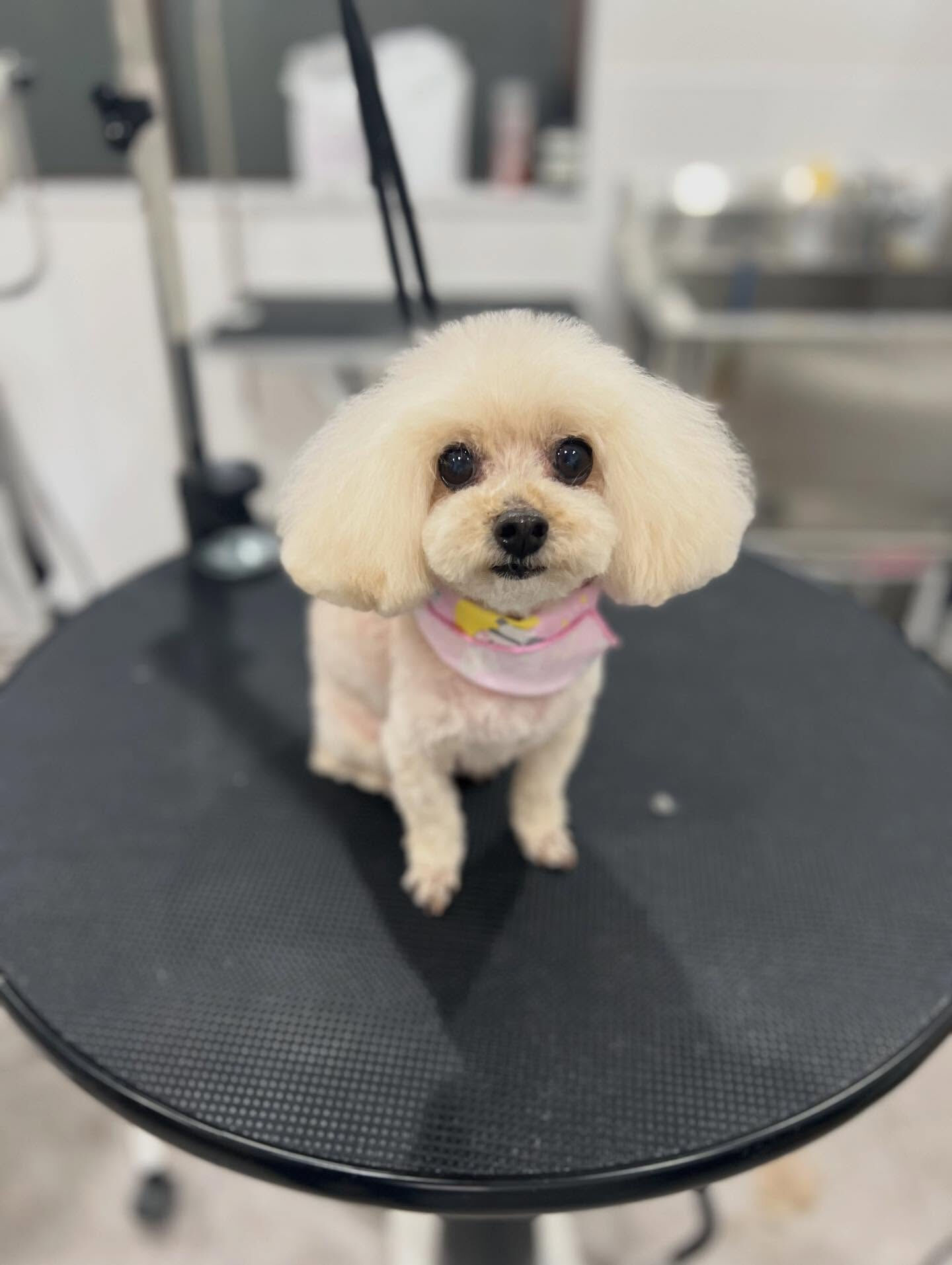 トイプードルのリアンちゃん🐶