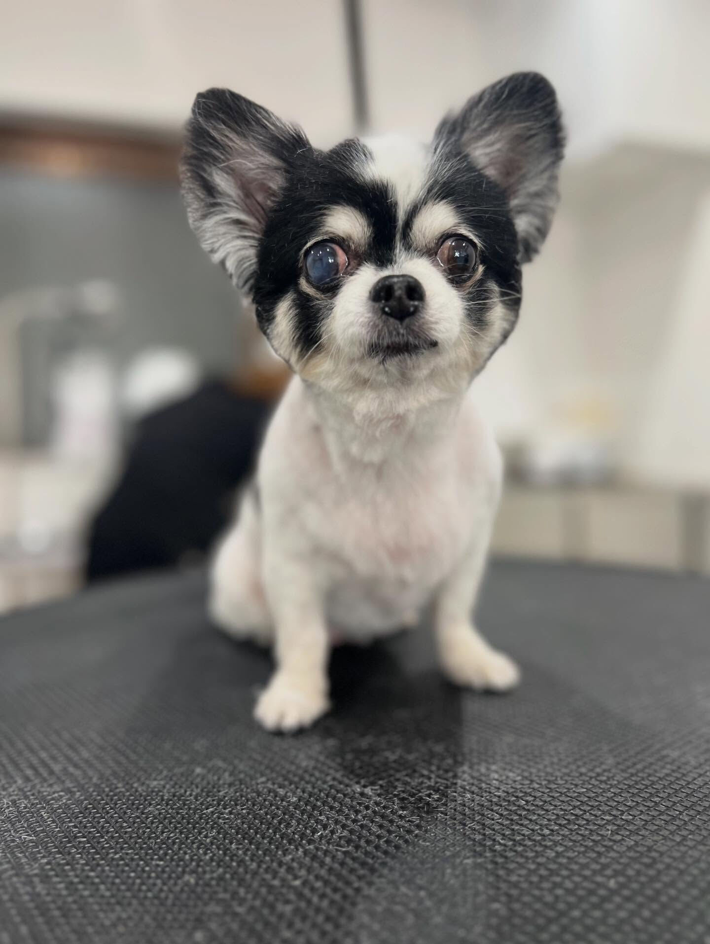 チワワのココアちゃん🐶
