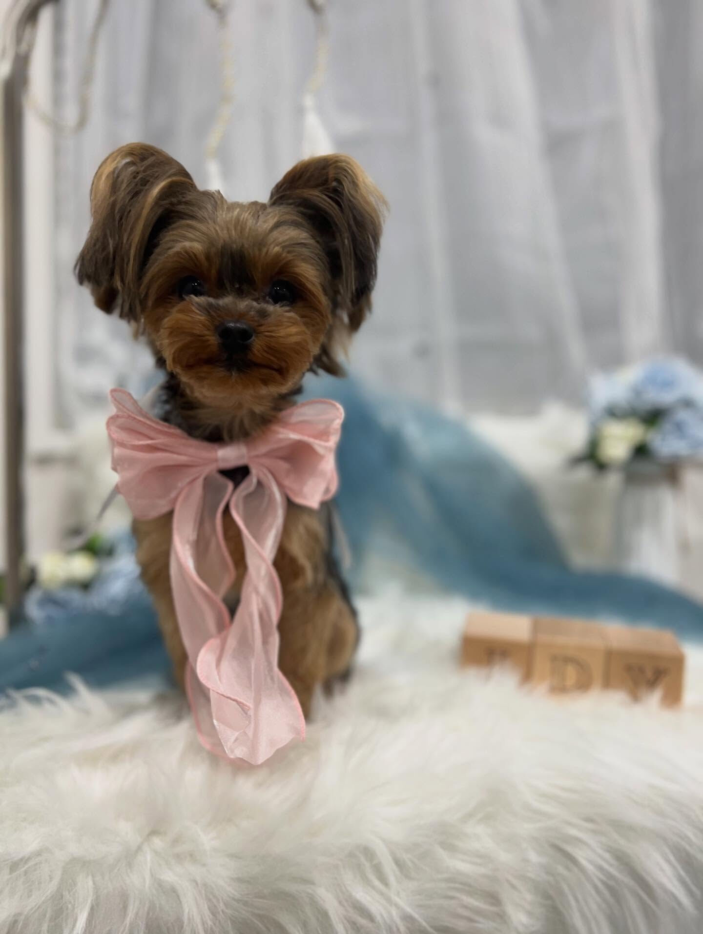 ヨークシャーテリアのチクワちゃん🐶