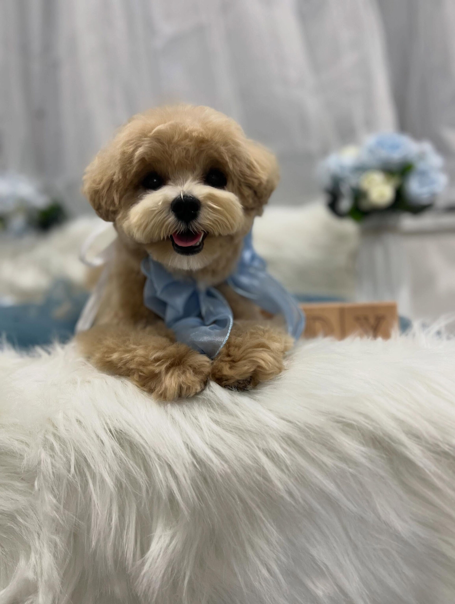 ミックスのポテトちゃん！🐶