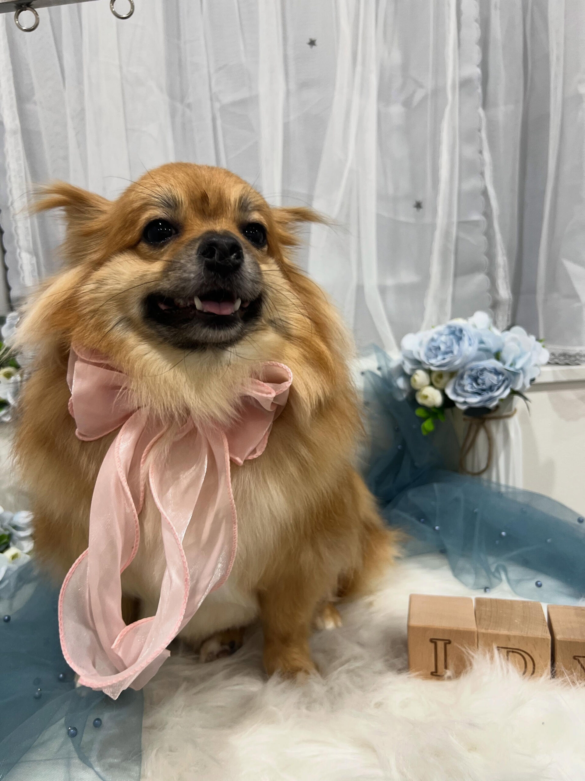 ミックス犬のソラちゃん🐶