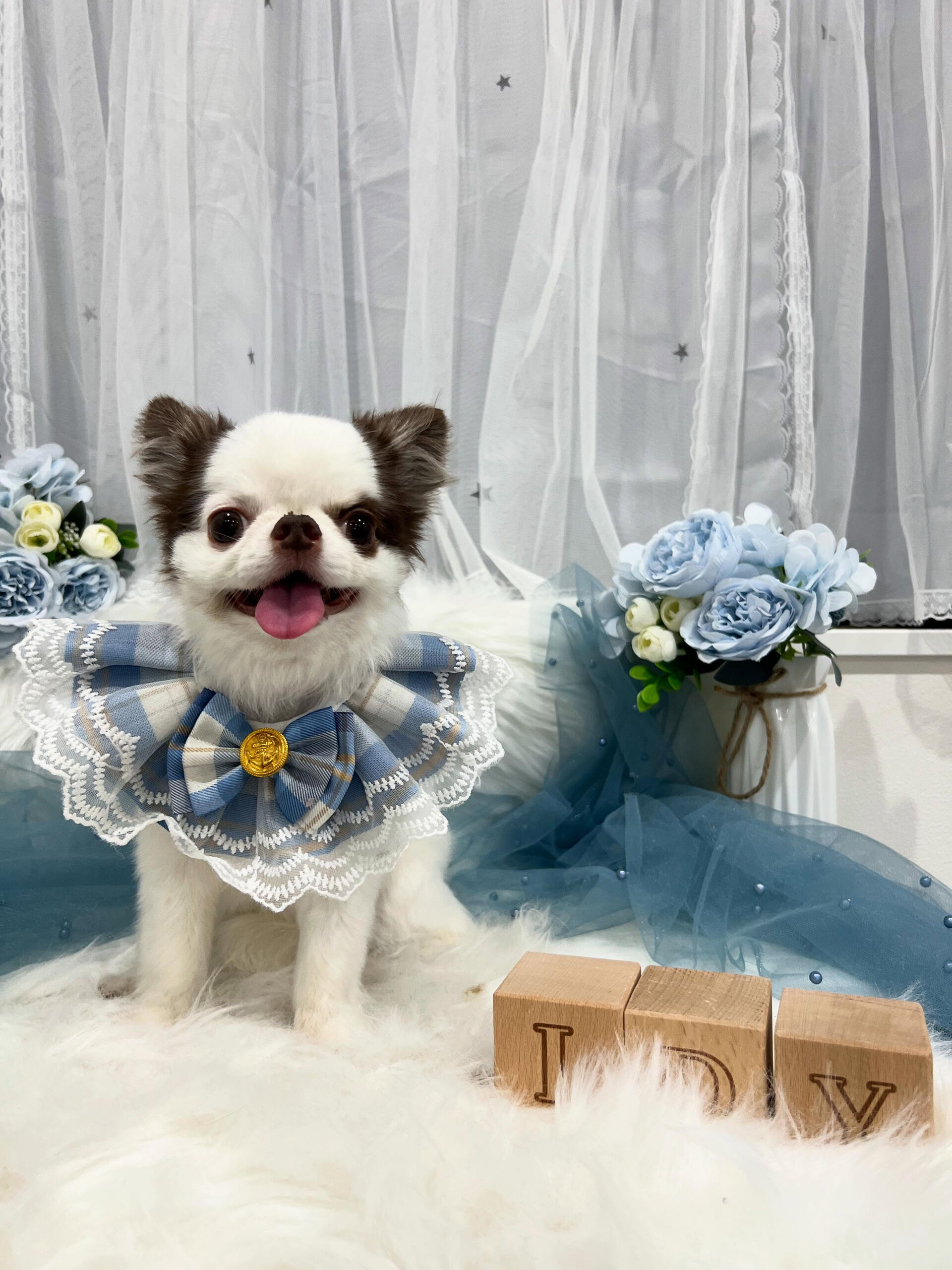 ロングコートチワワのましろちゃん🐶
