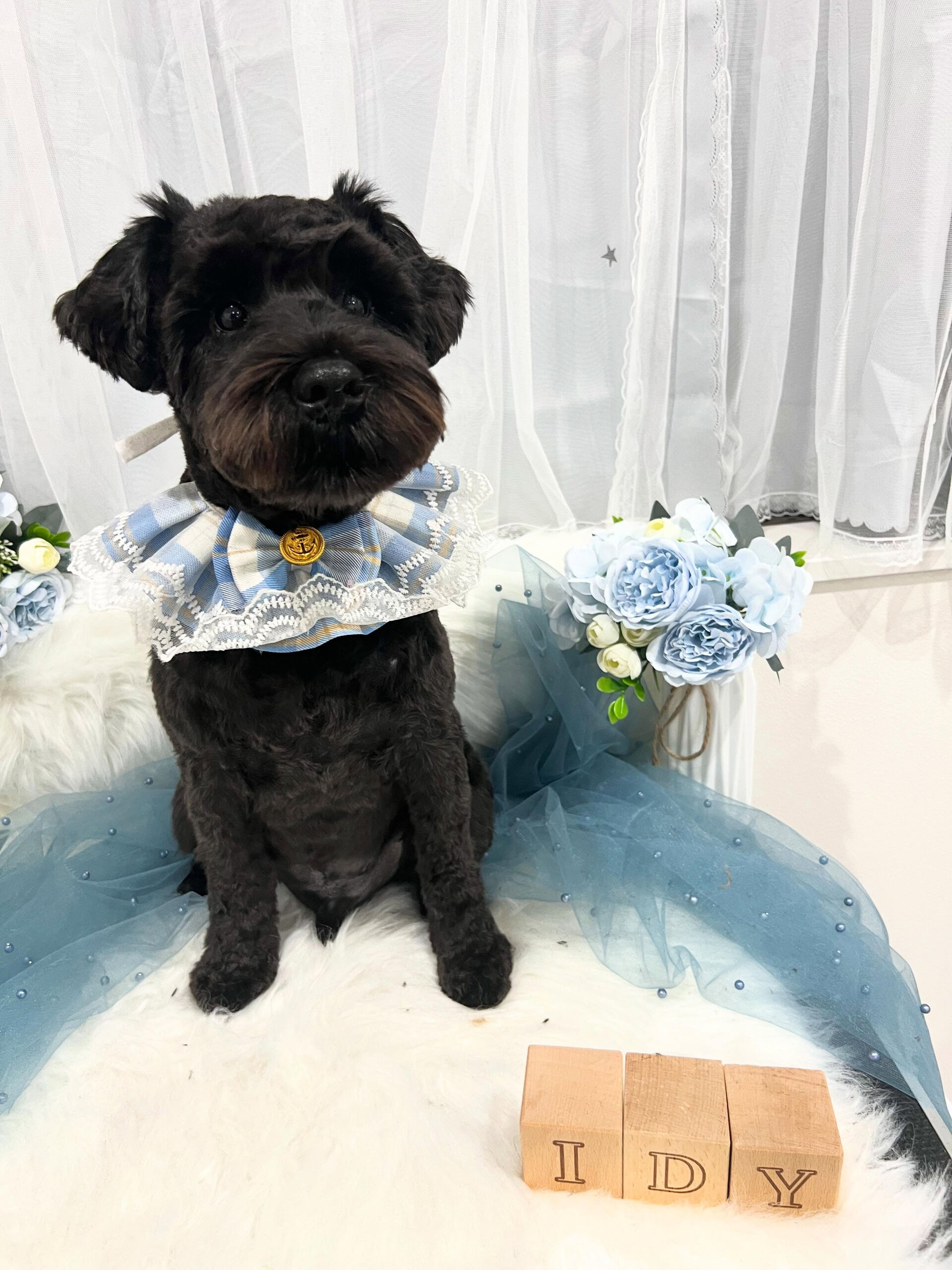 シュナウザーのジジちゃん🐶