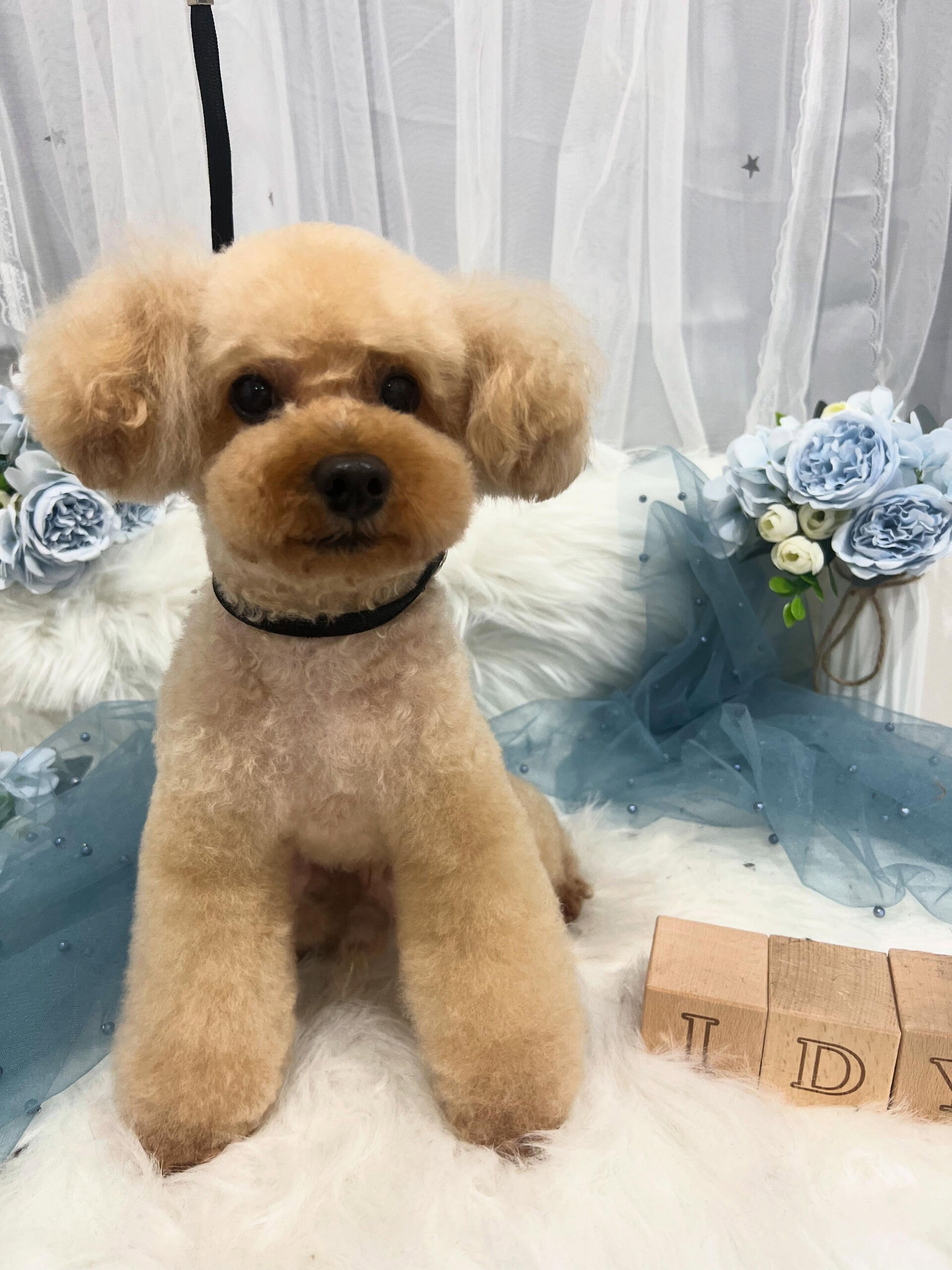 トイプードルのノアちゃん🐶