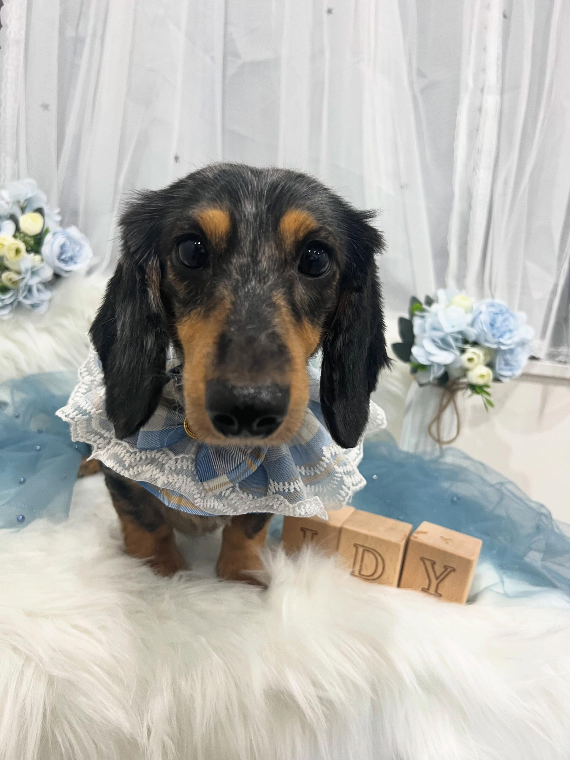 ミニチュアダックスフンドのレオちゃん🐶