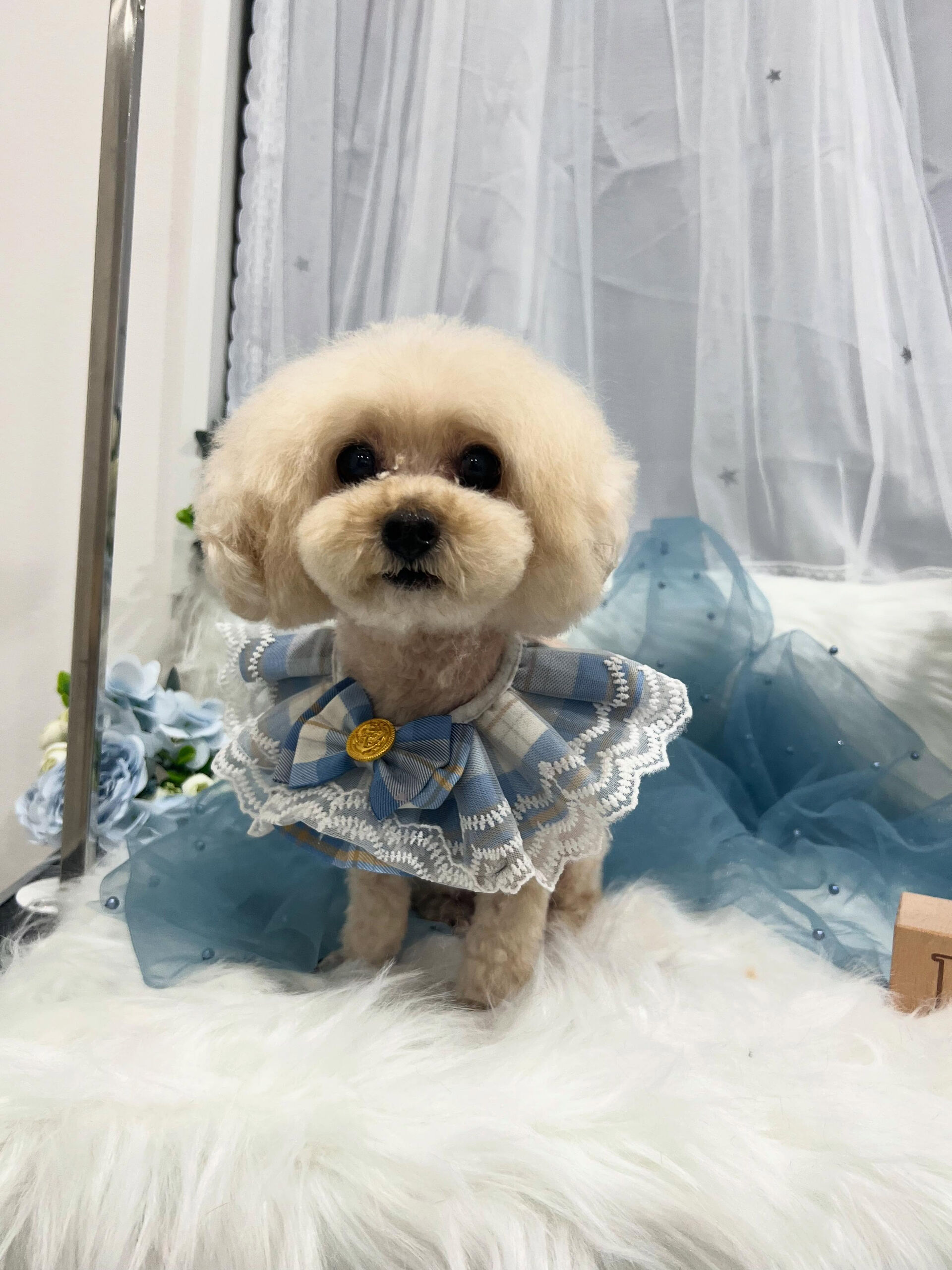 トイプードルのリアンちゃん🐶