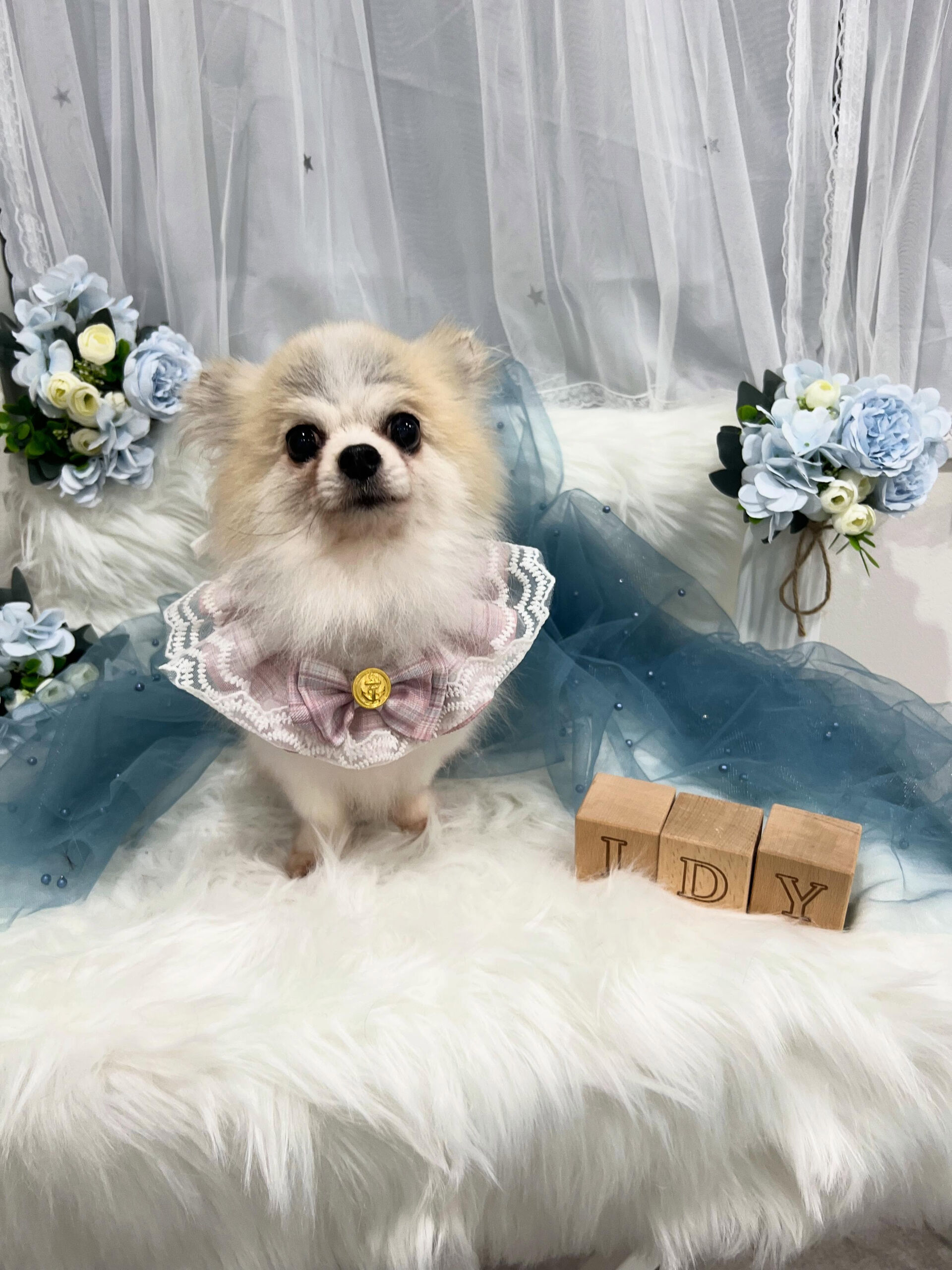 ミックス犬のクロムちゃん🐶