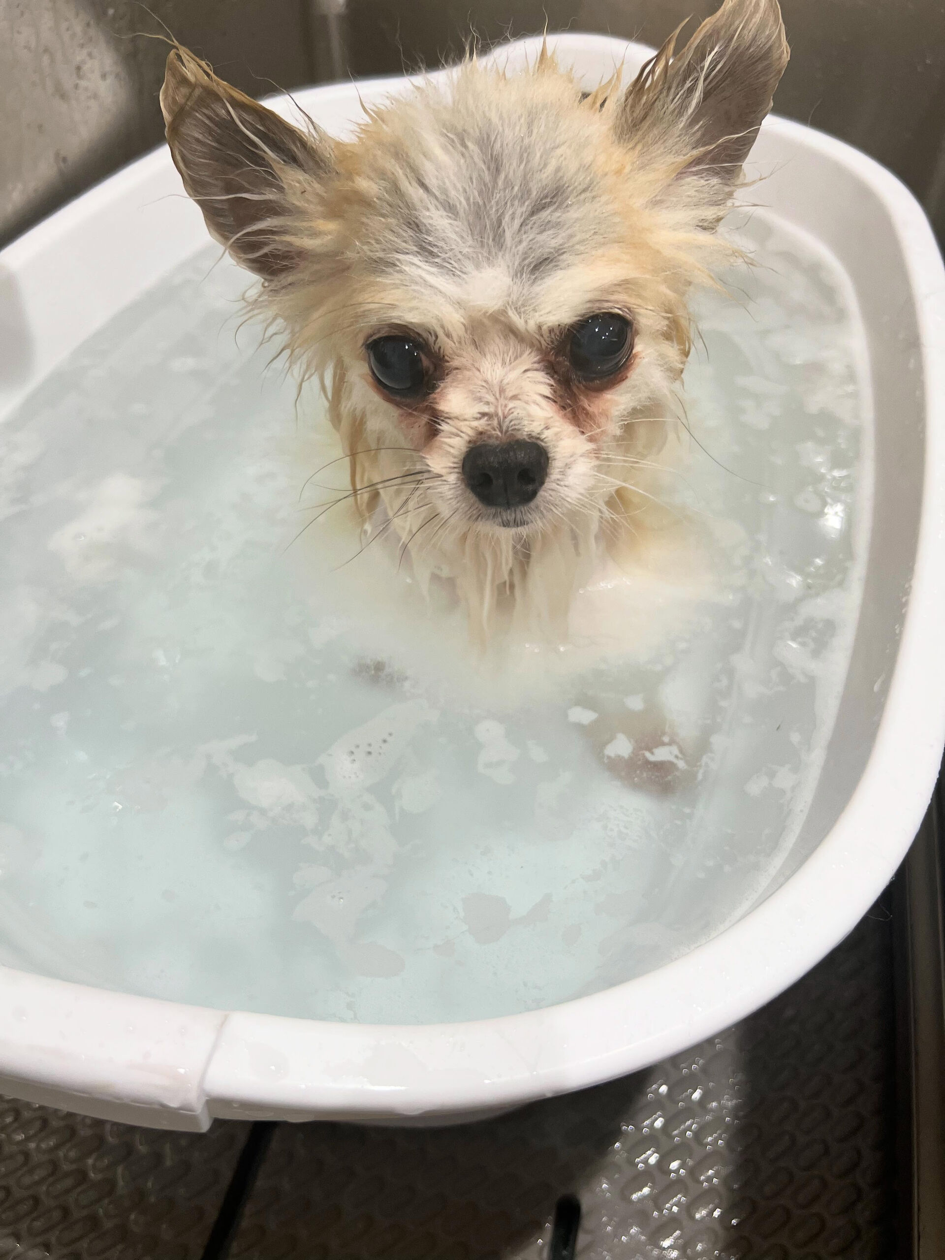 ミックス犬のクロムちゃん🐶
