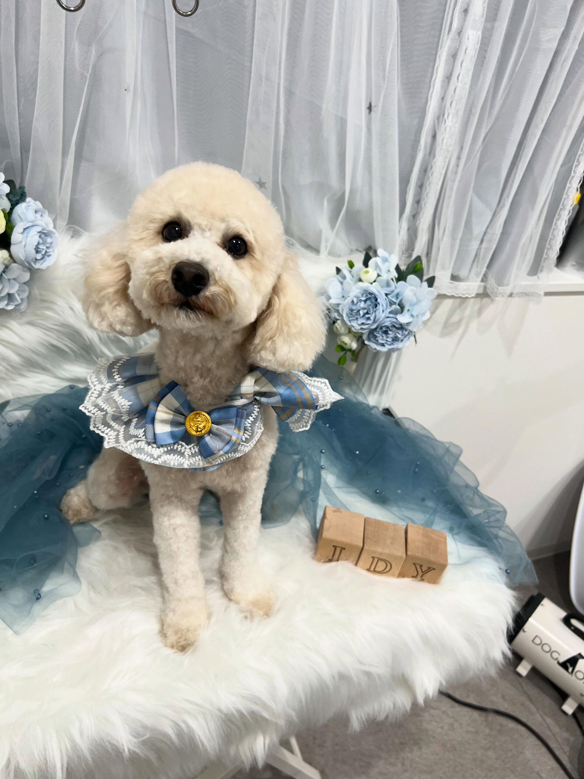 トイプードルのラッキーちゃん🐶