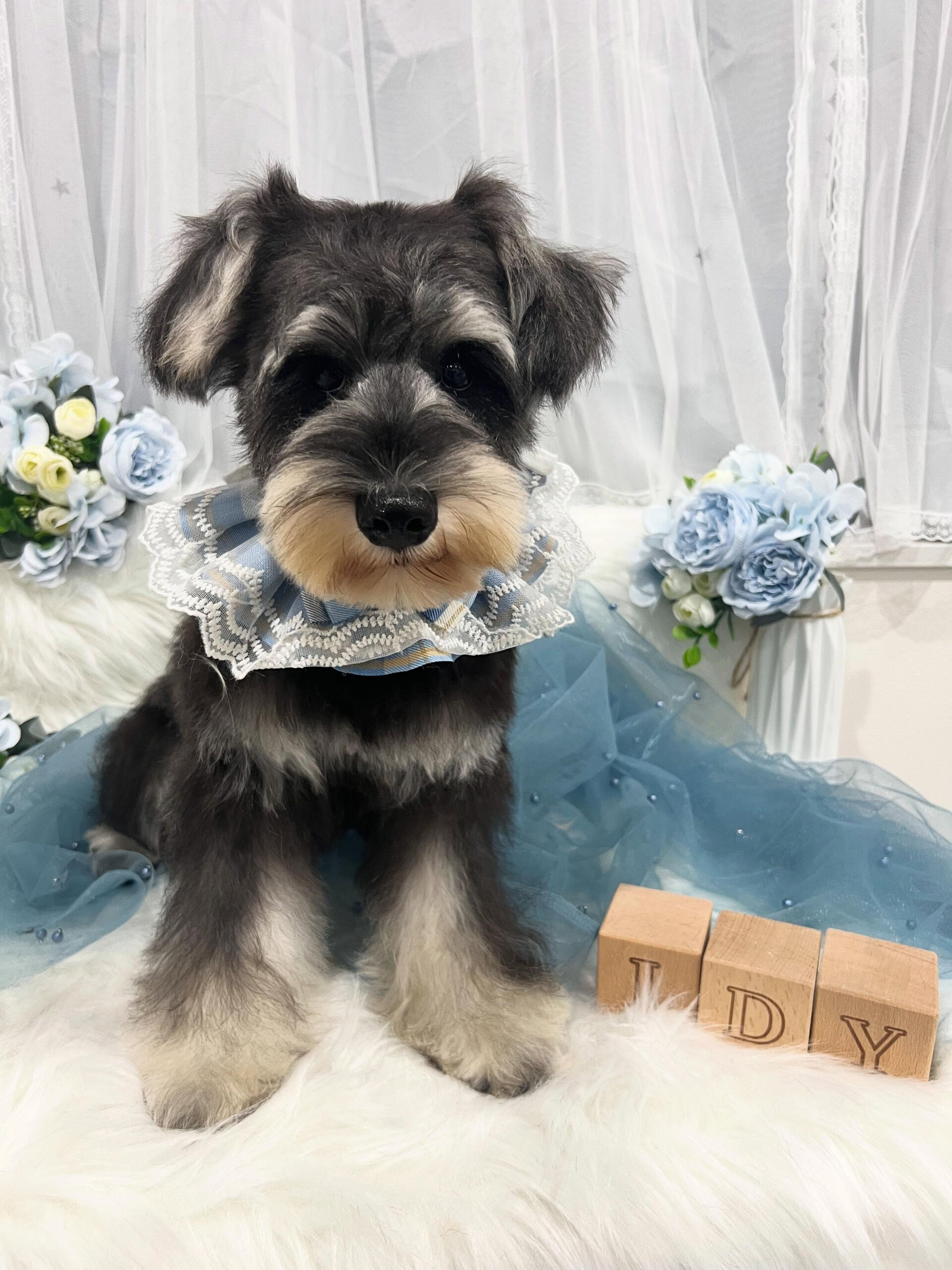 ミニチュアシュナウザーのソルちゃん🐶