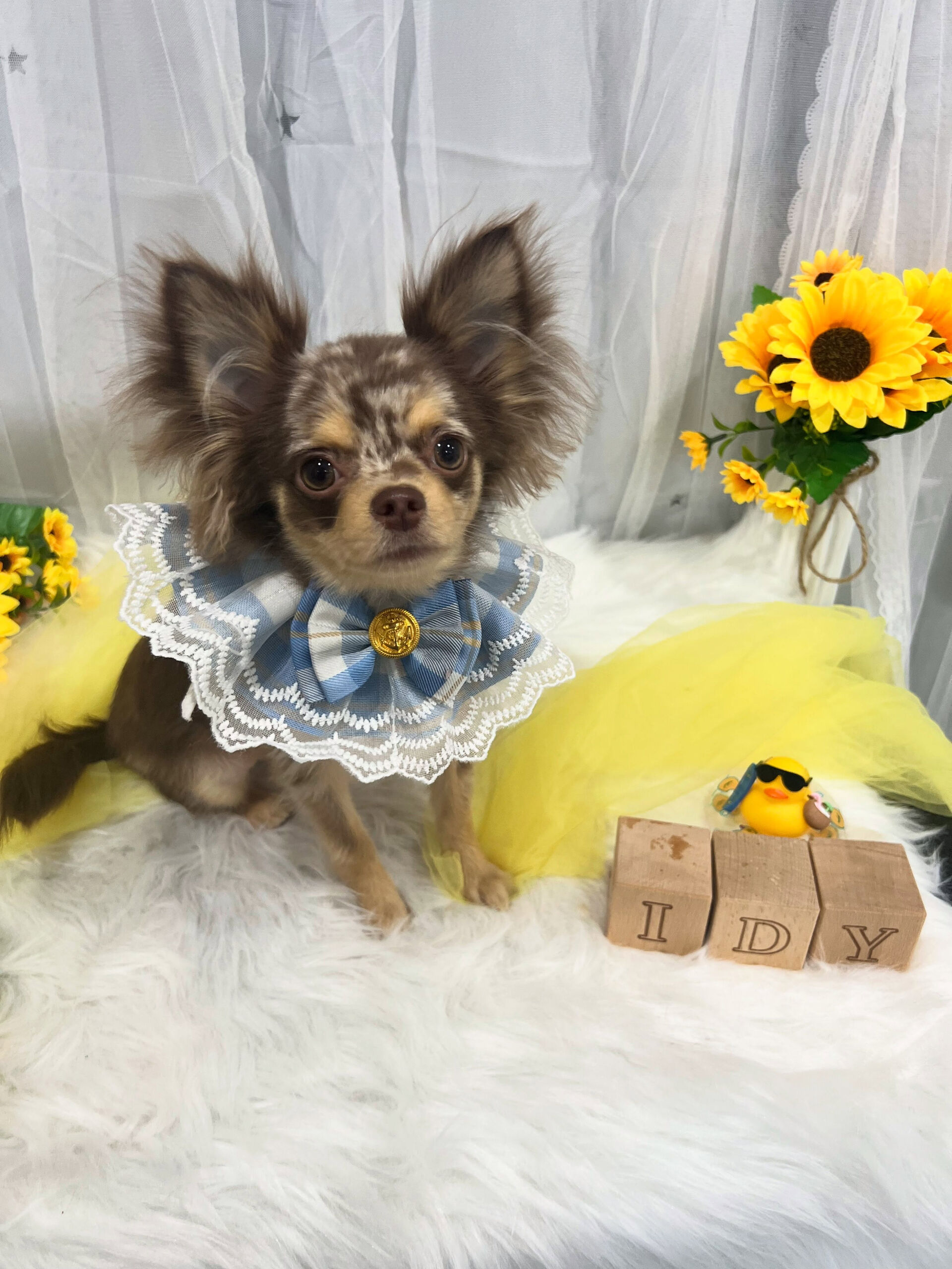 ロングコートチワワのロイちゃん🐶