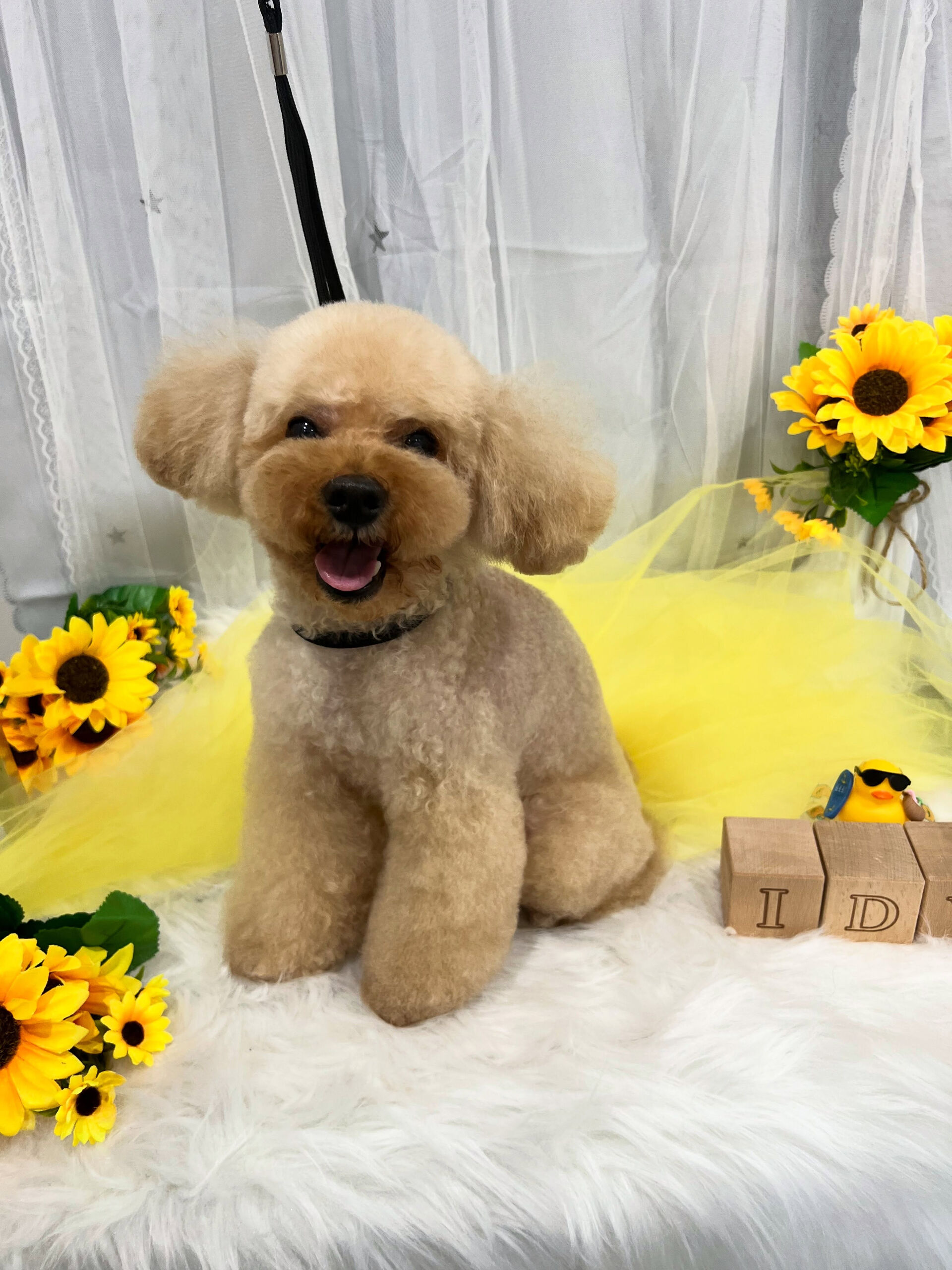 トイプードルのノアちゃん🐶