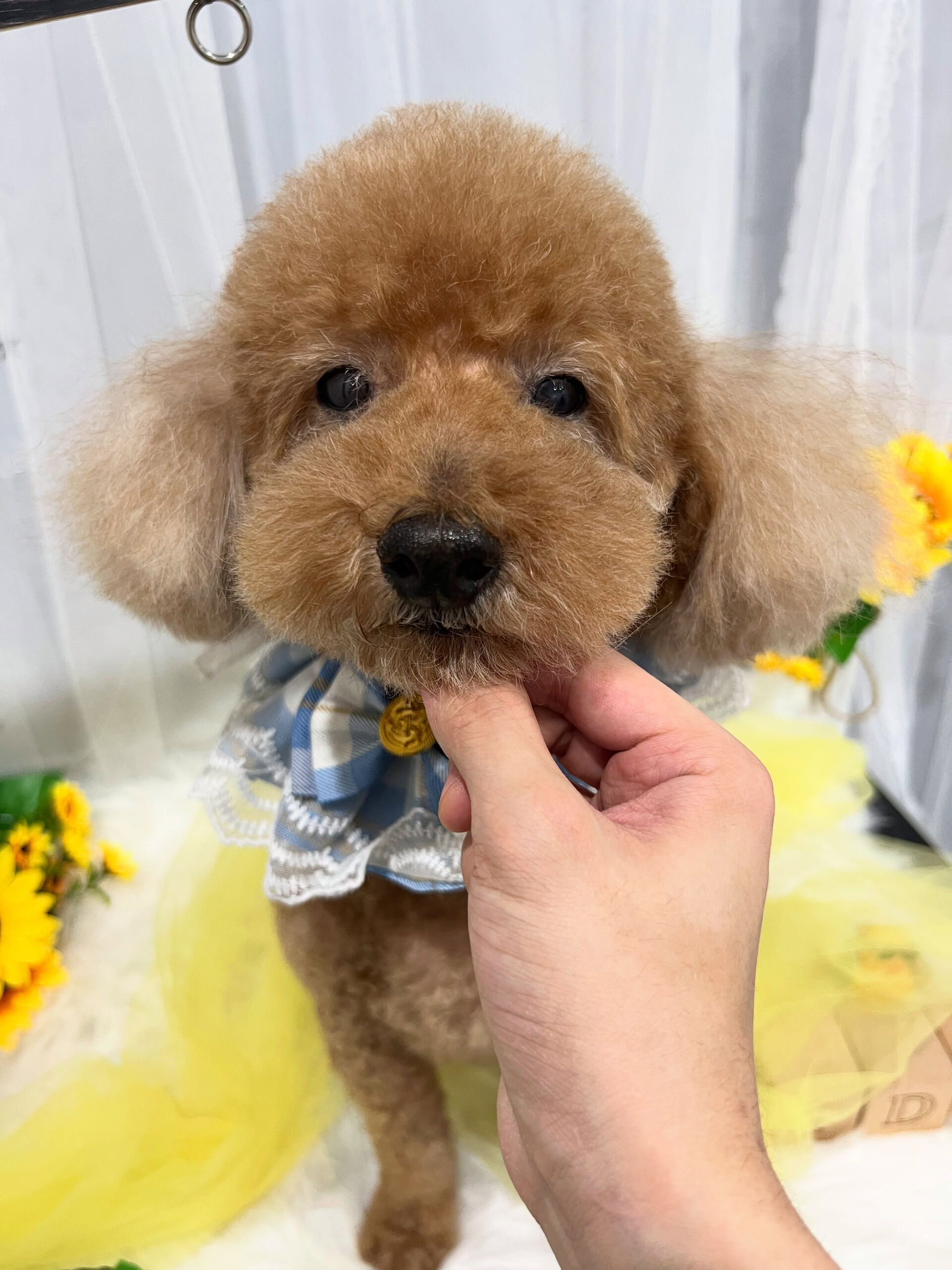 トイプードルのハルちゃん🐶