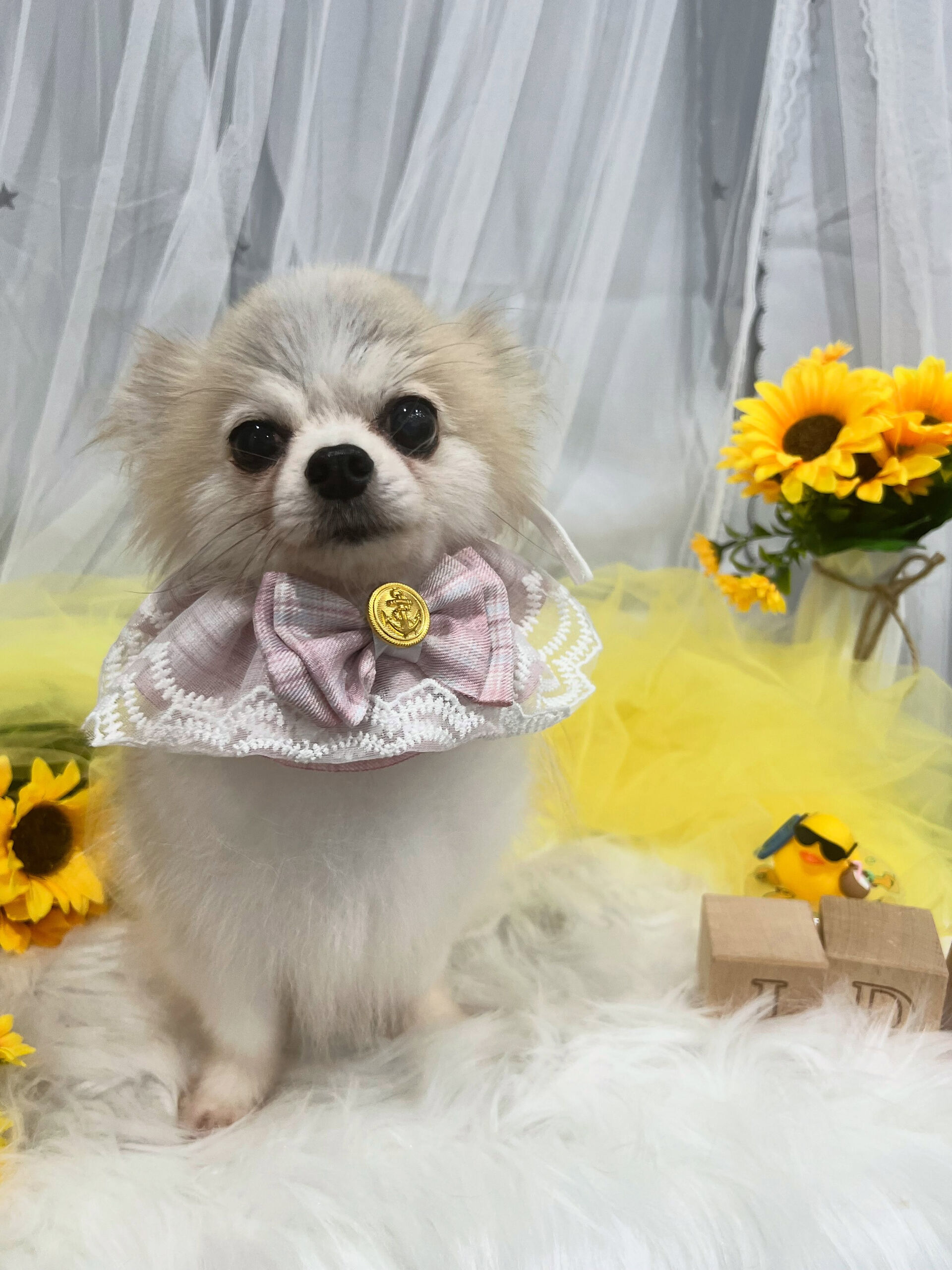 ミックス犬のクロムちゃん🐶