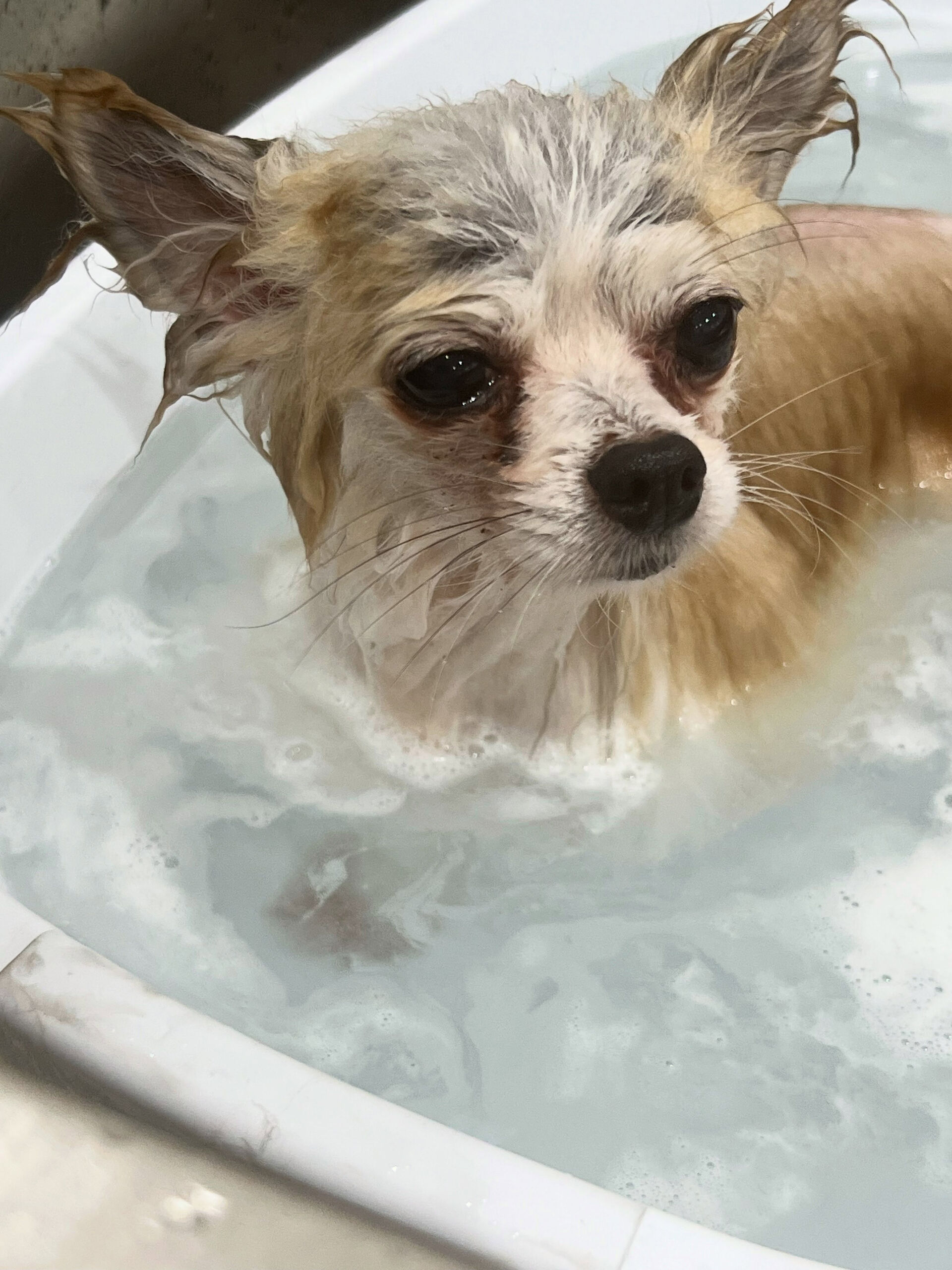 ミックス犬のクロムちゃん🐶