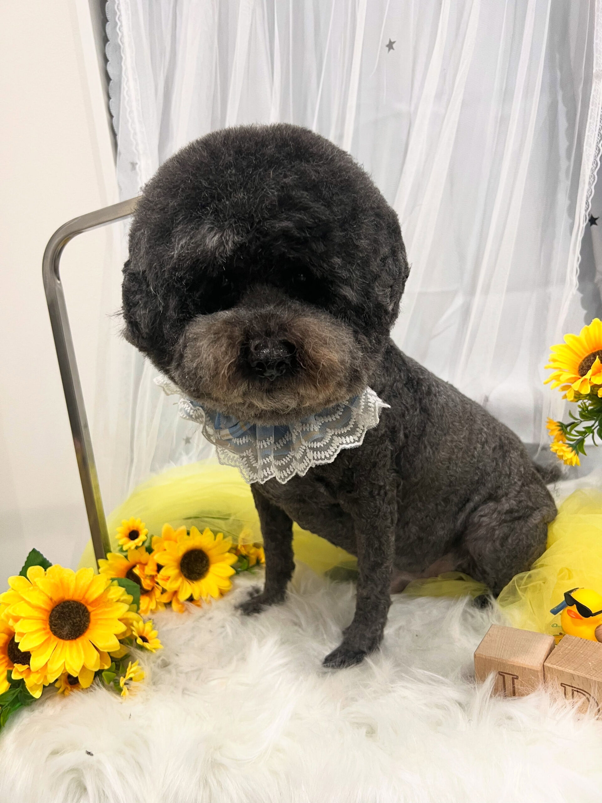 トイプードルのムサシちゃん🐶