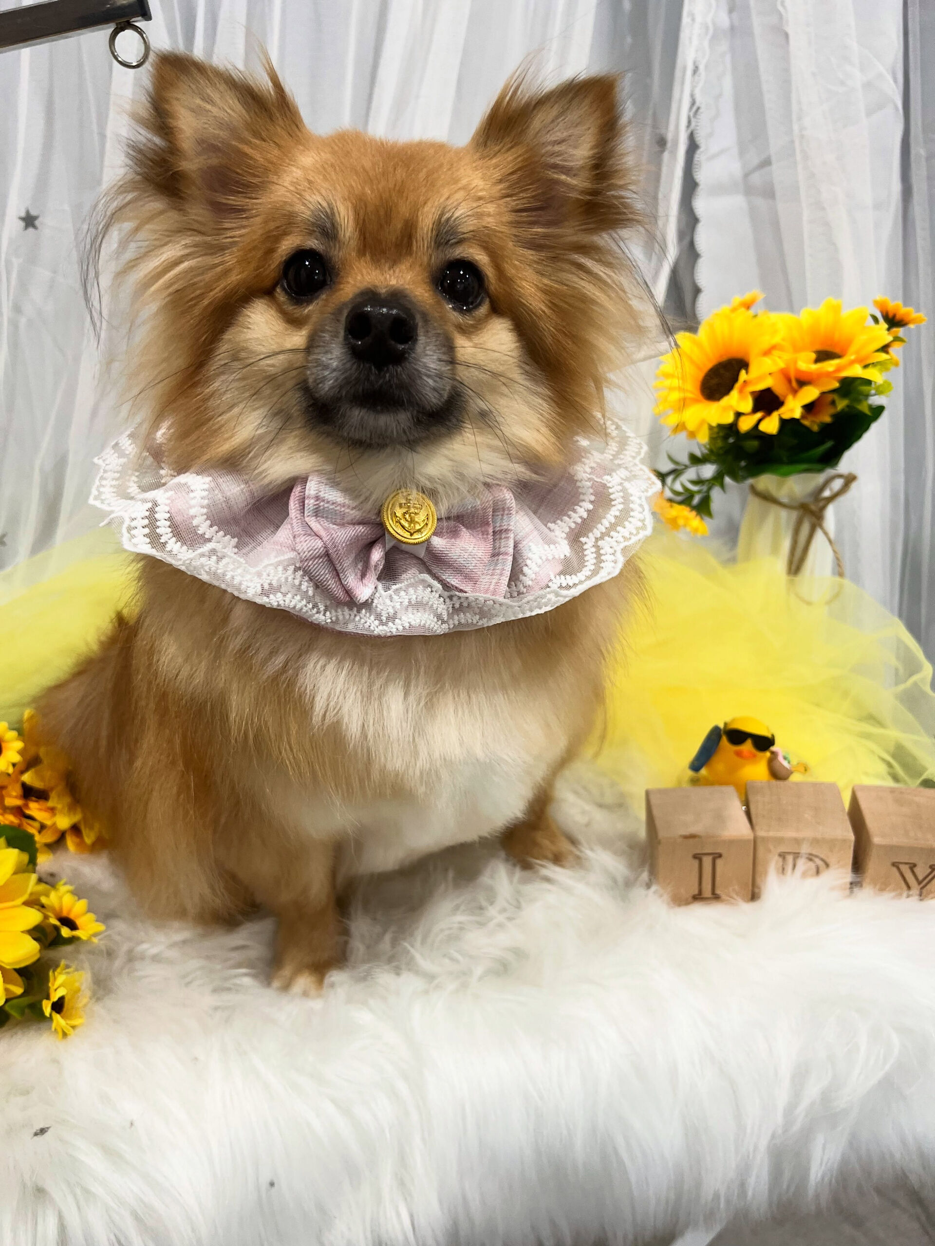 ミックス犬のソラちゃん🐶