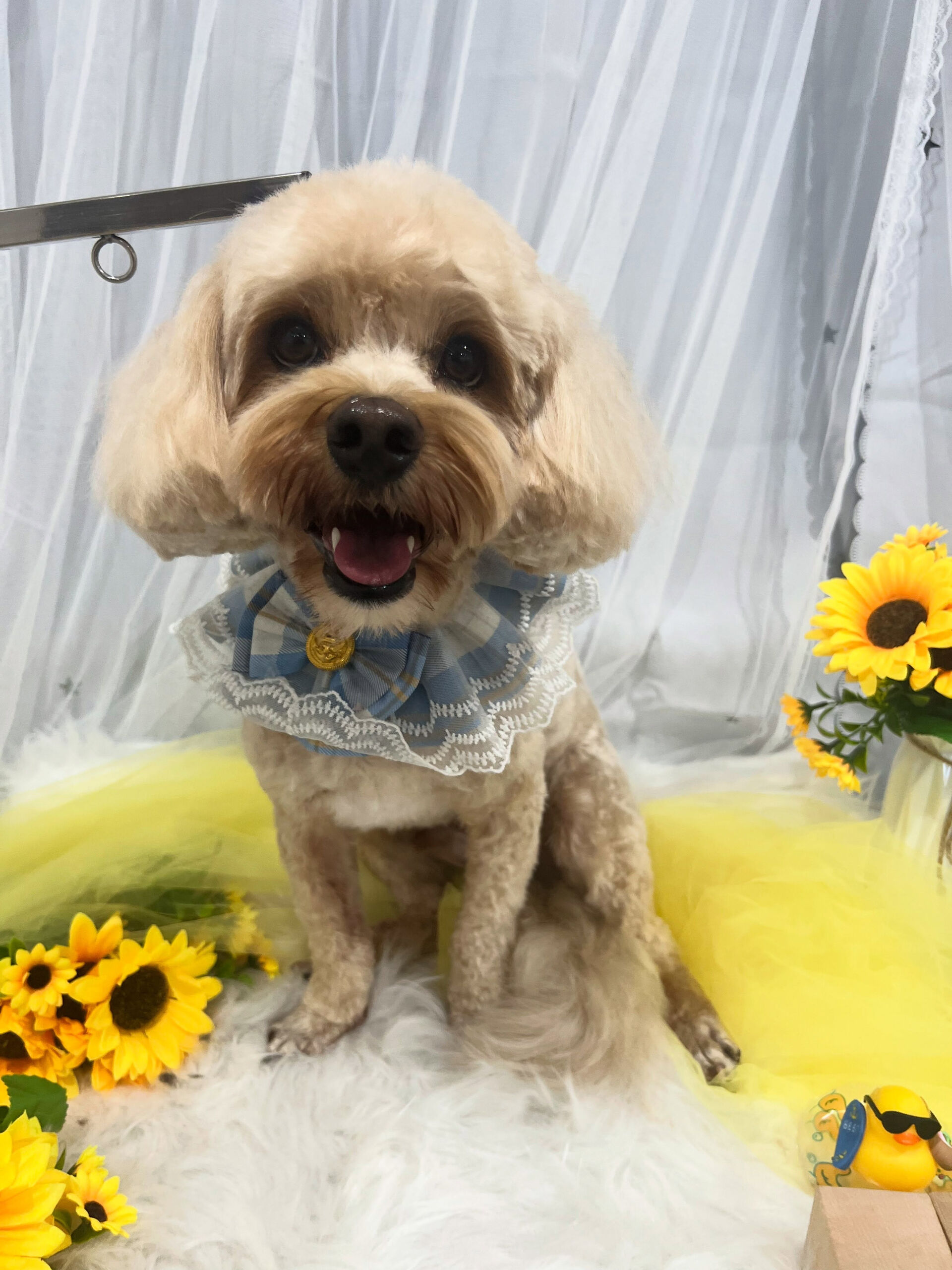 ミックス犬のウニちゃん🐶
