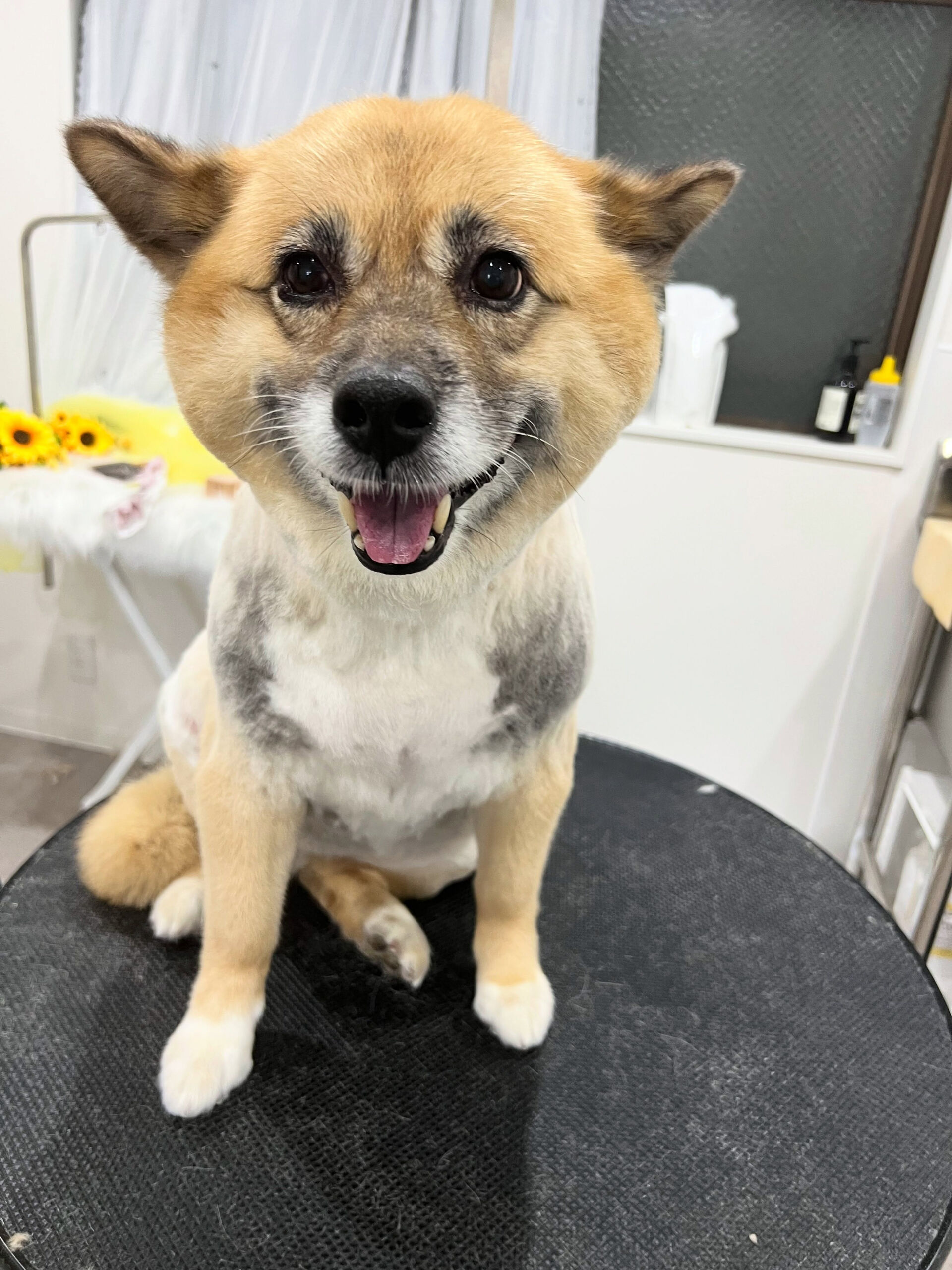 中型ミックス犬のベルちゃん🐶