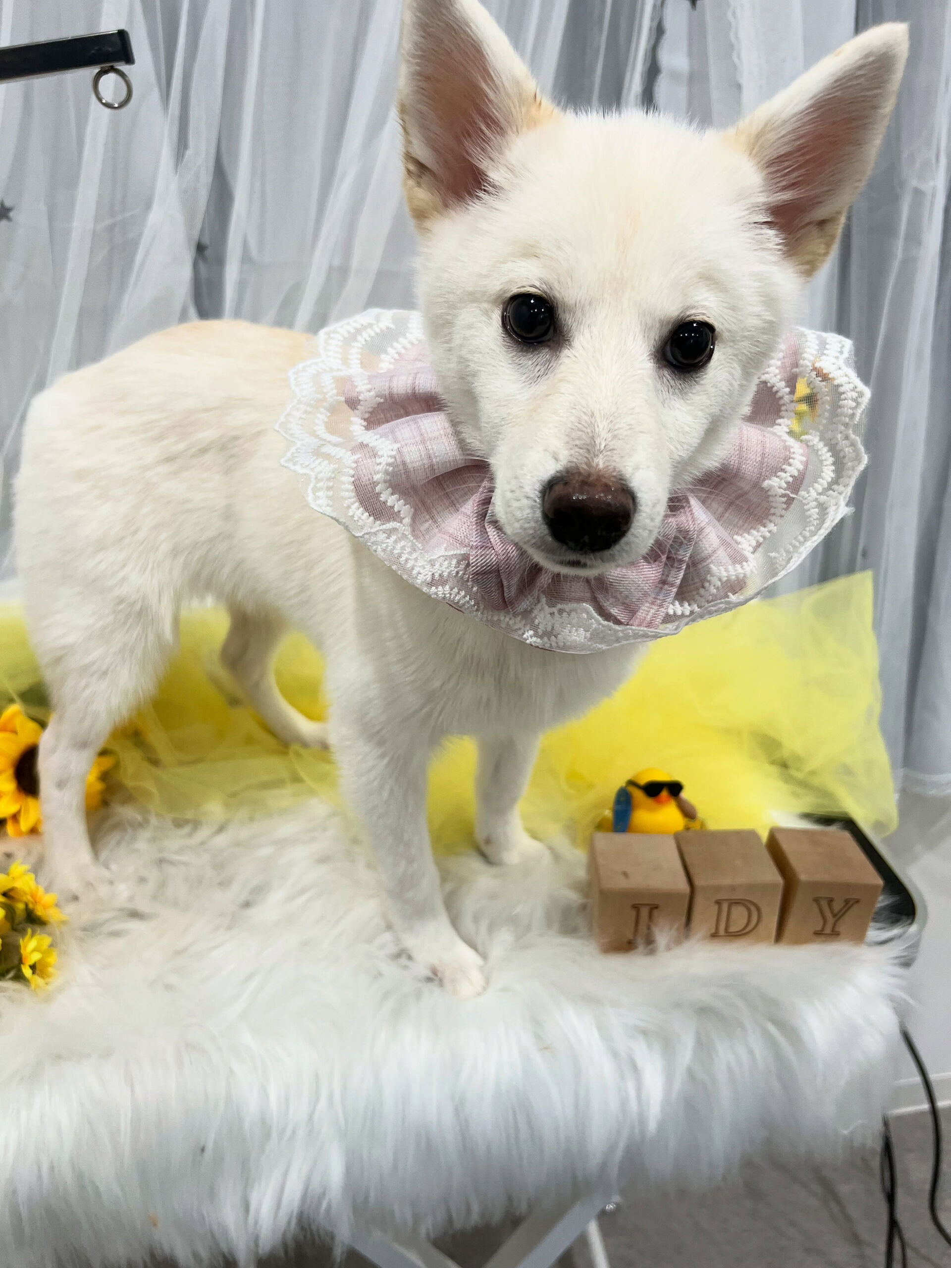 中型ミックス犬のポンズちゃん🐶