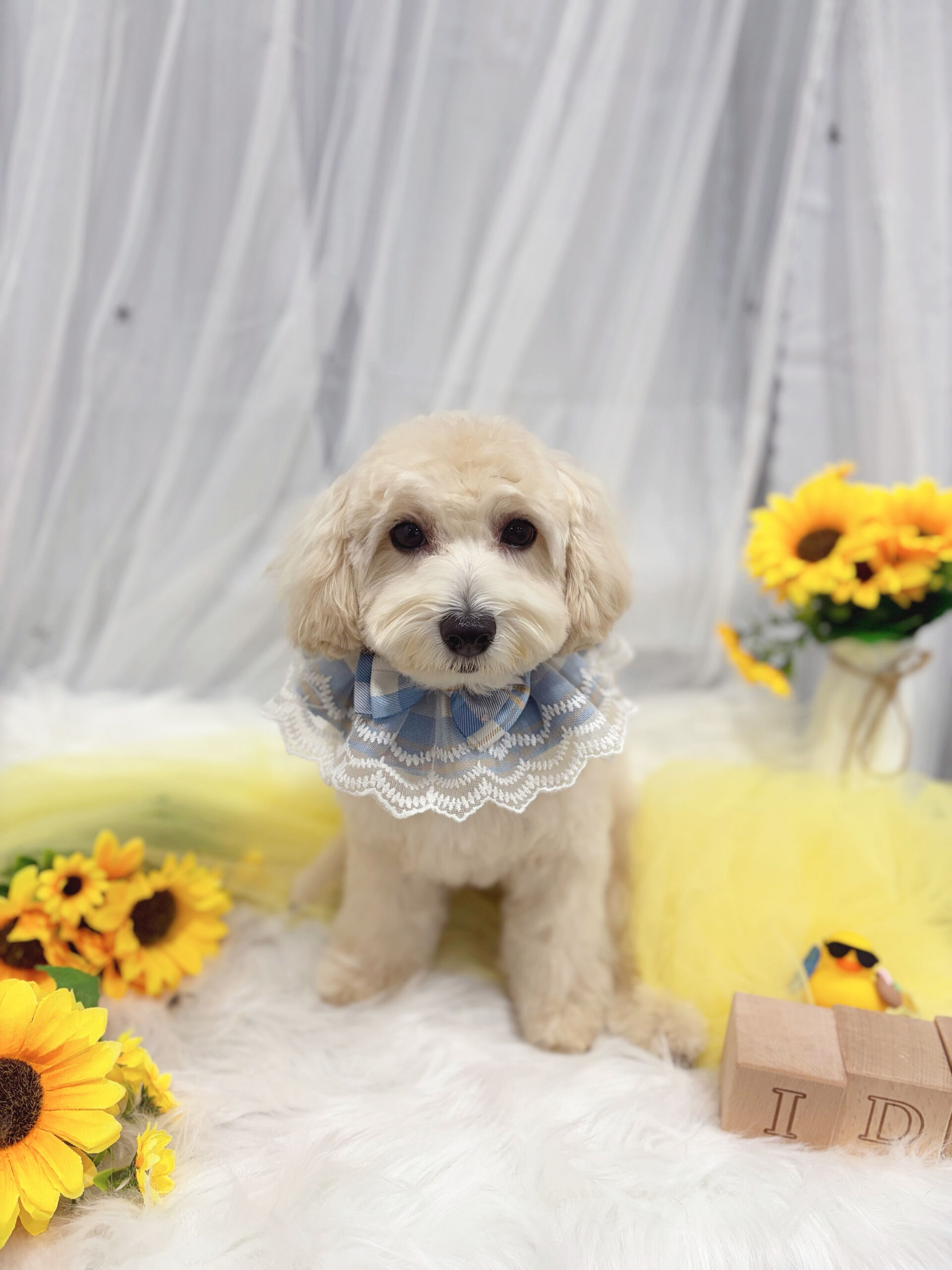 ミックス犬のライちゃん🐶