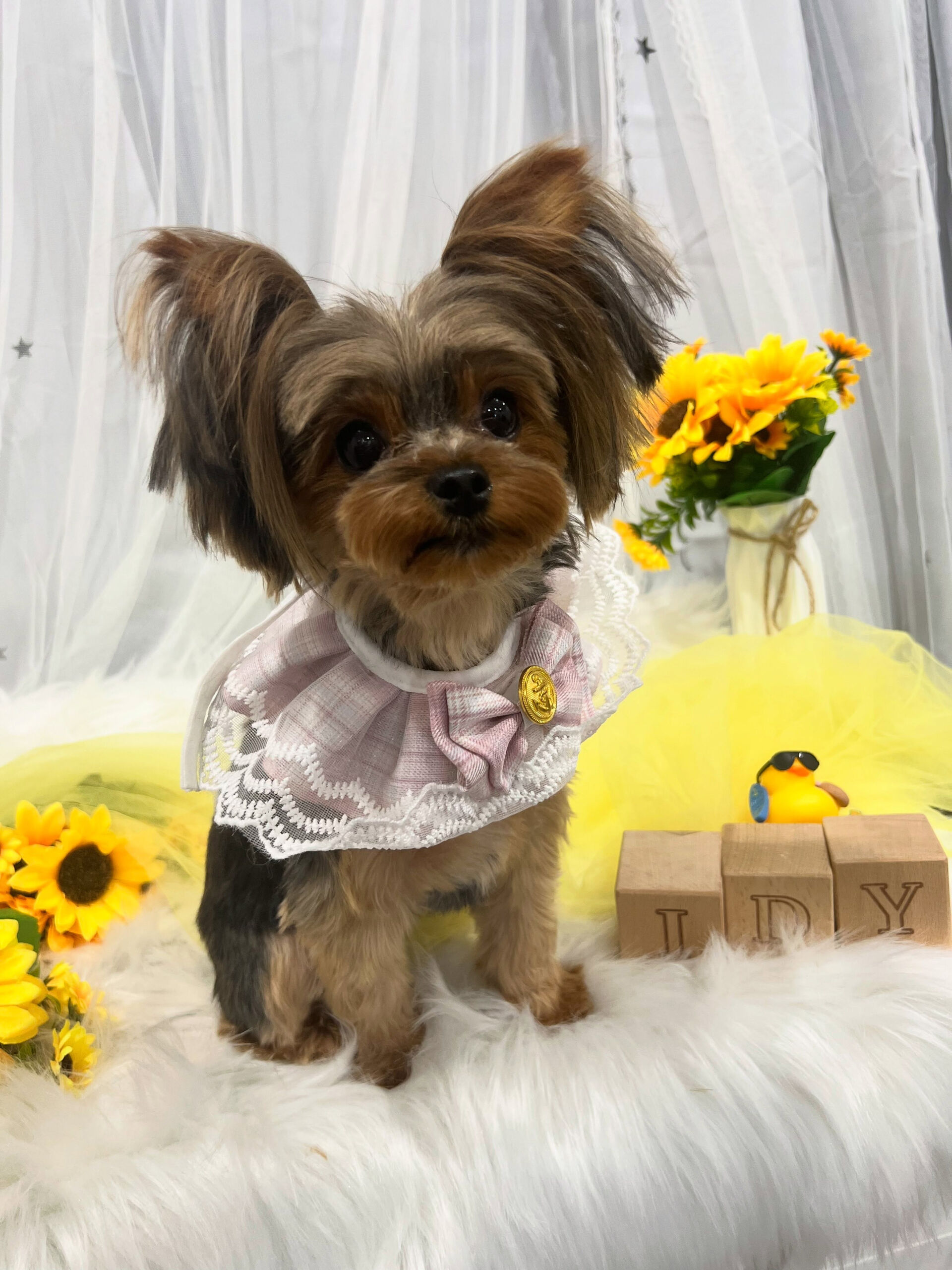 ヨークシャーテリアのチクワちゃん🐶