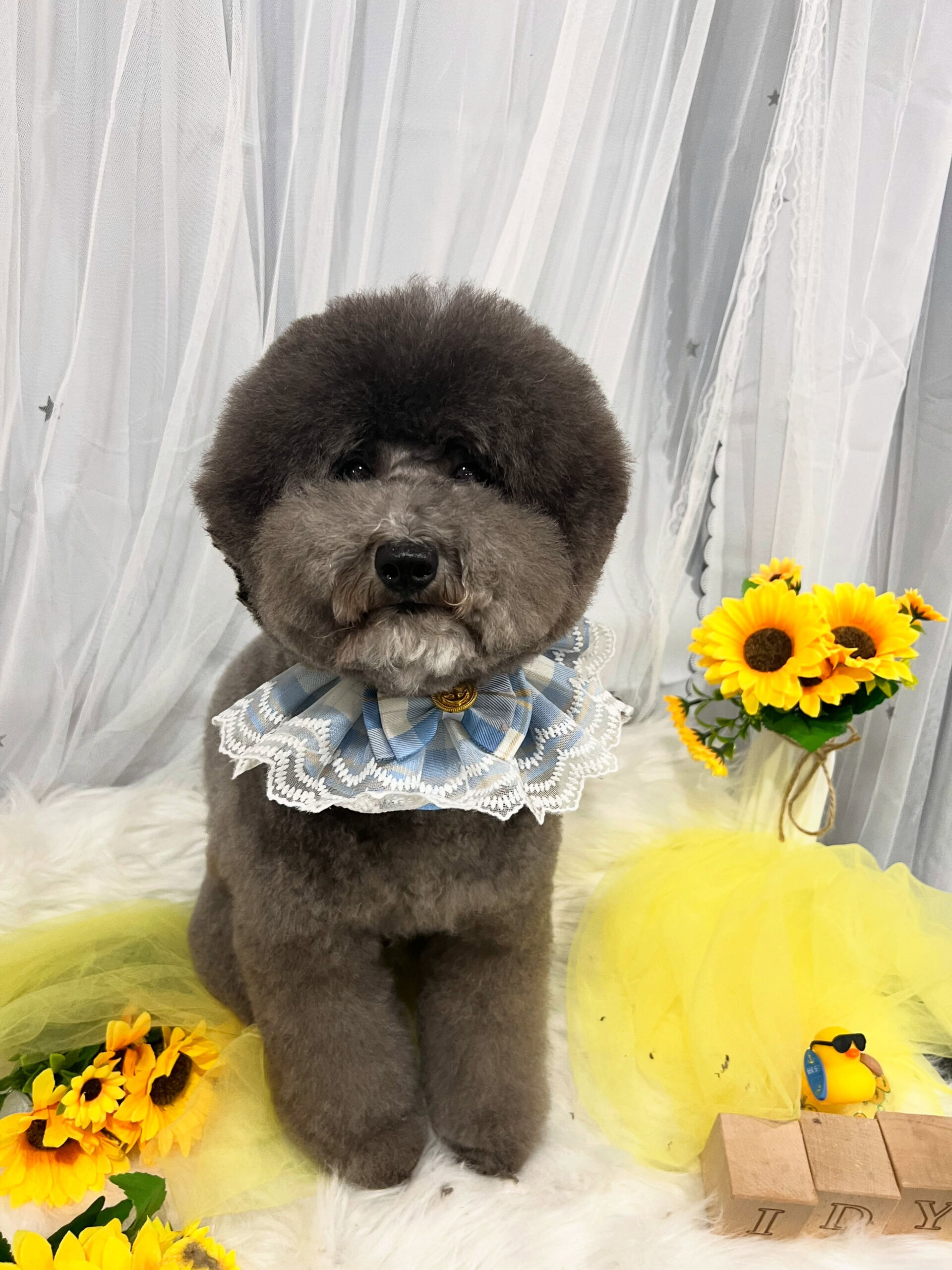 トイプードルのトトロちゃん🐶