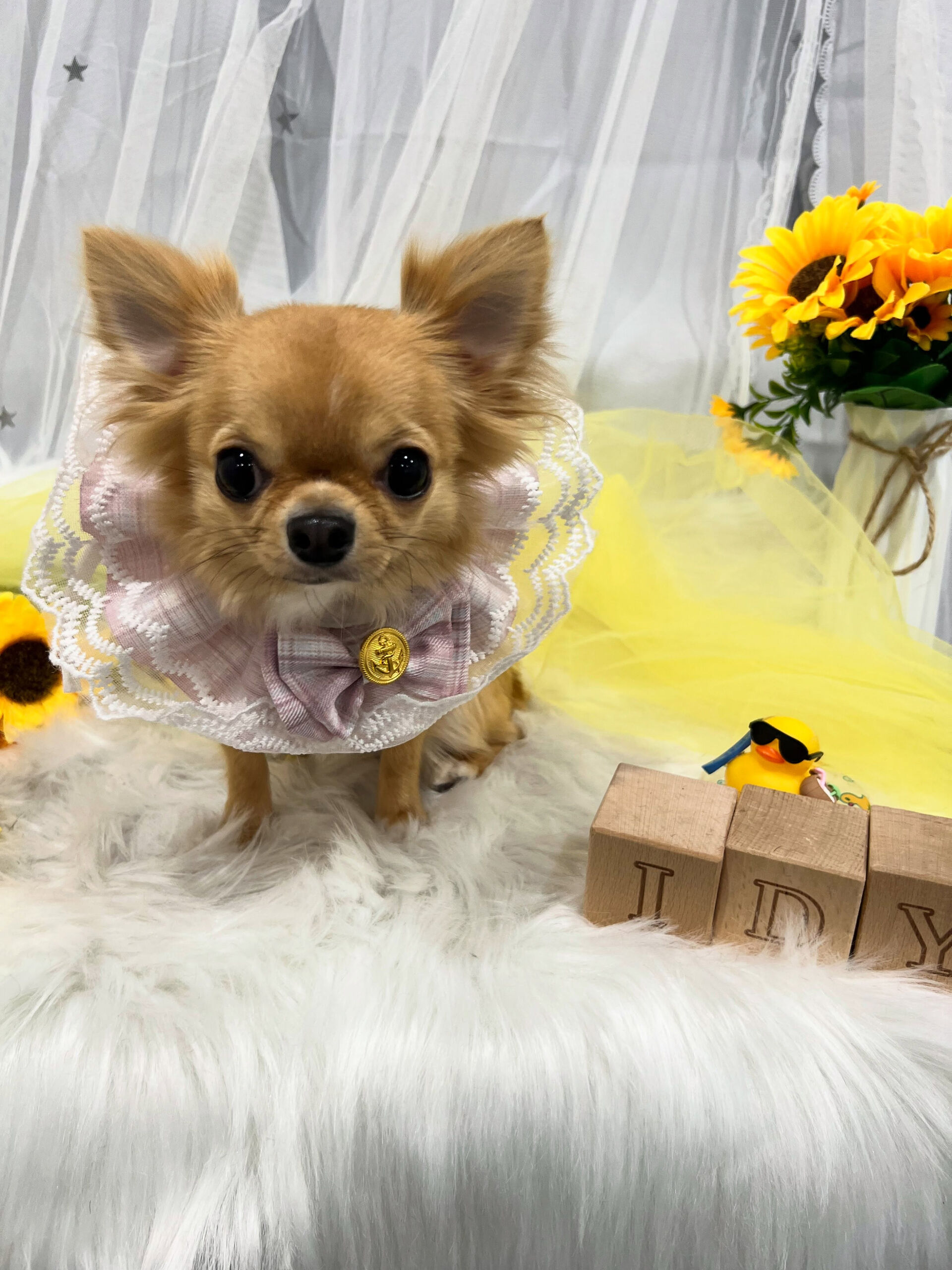 ロングコートチワワのリコちゃん🐶