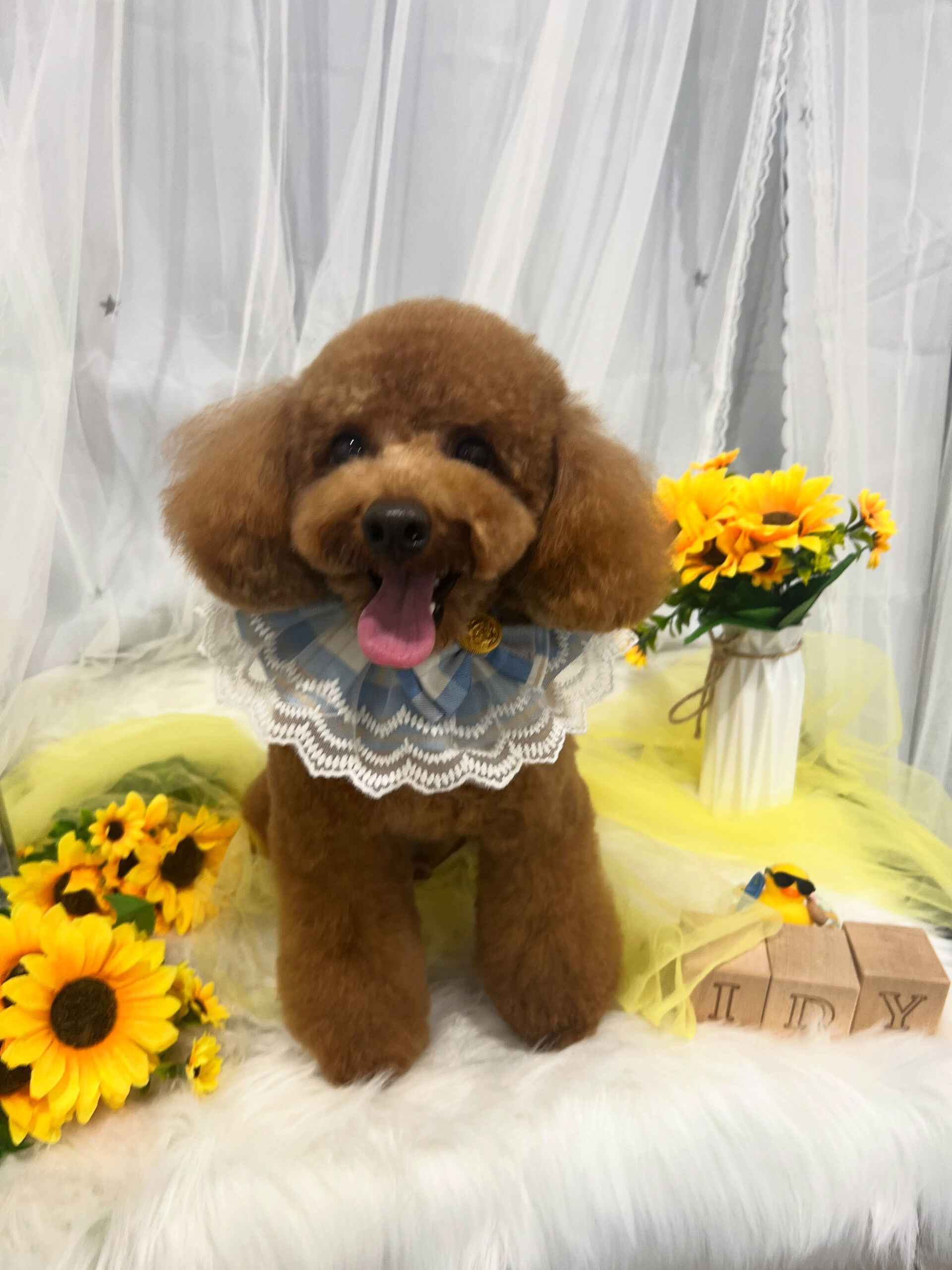 トイプードルのコッコちゃん🐶