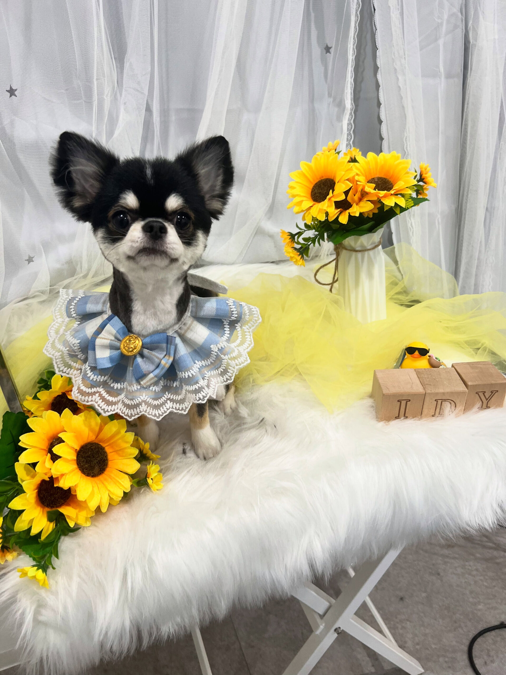 ロングコートチワワのテンちゃん🐶