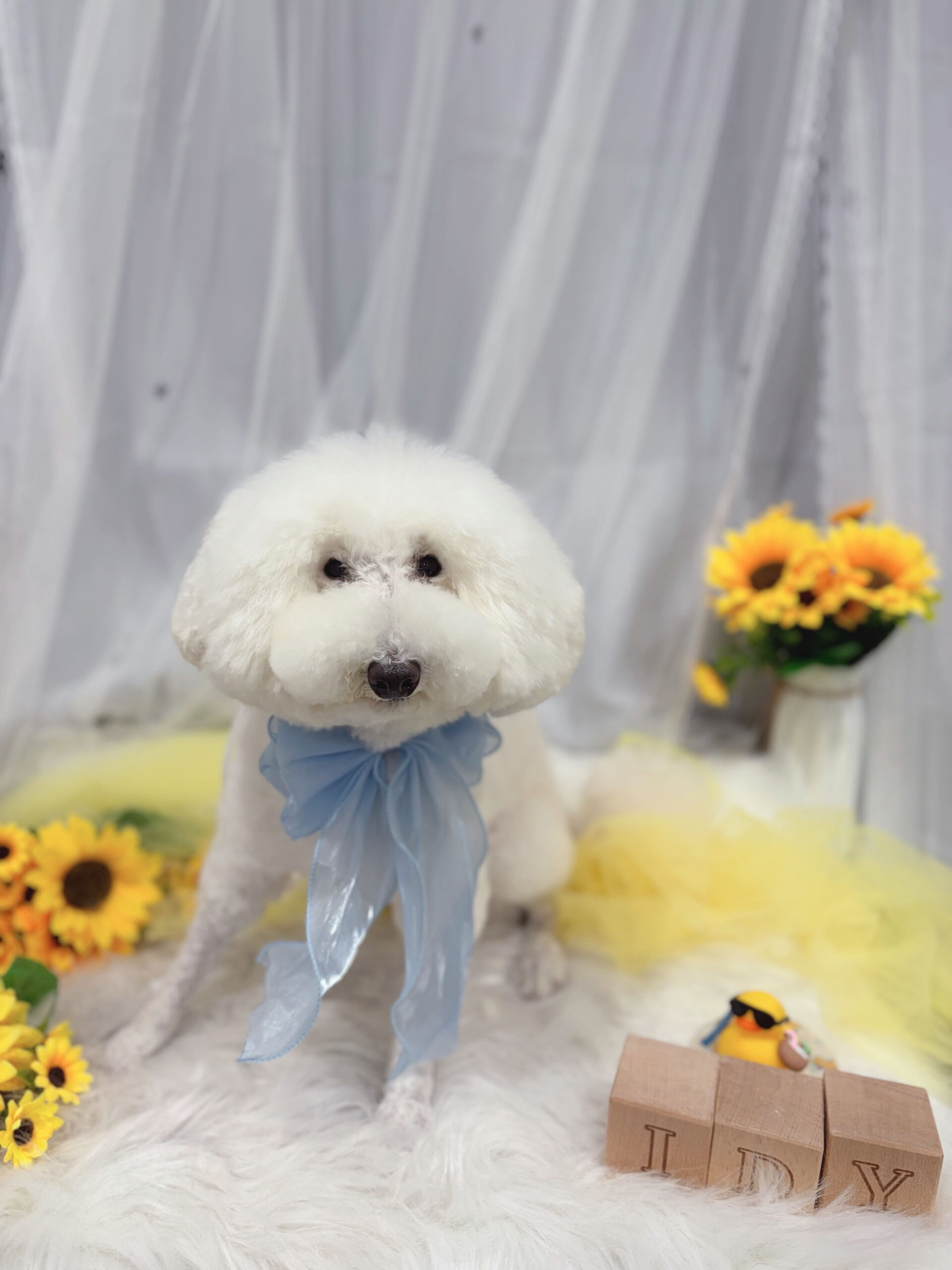 トイプードルのおでんくん🐶