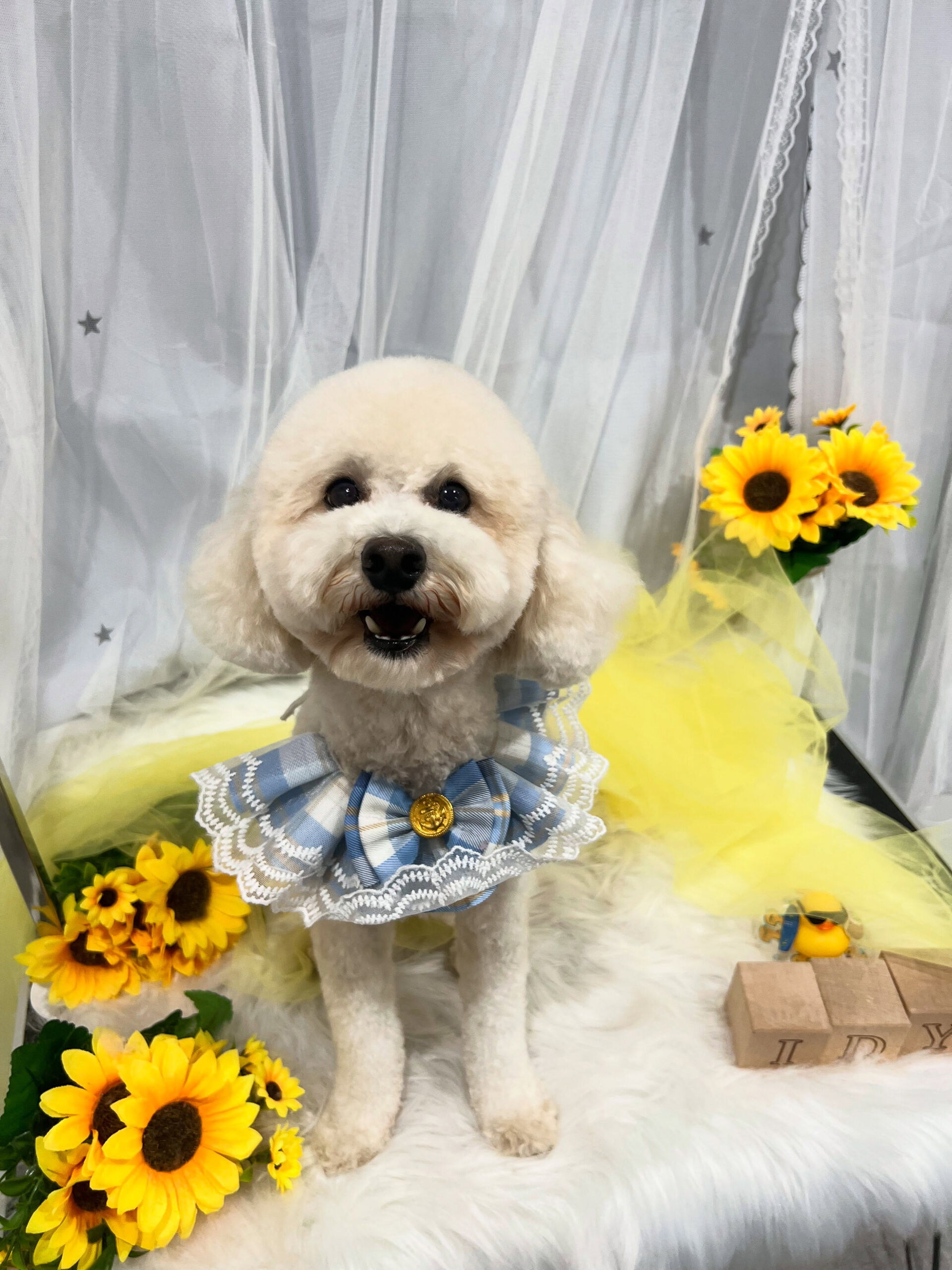トイプードルのラッキーちゃん🐶
