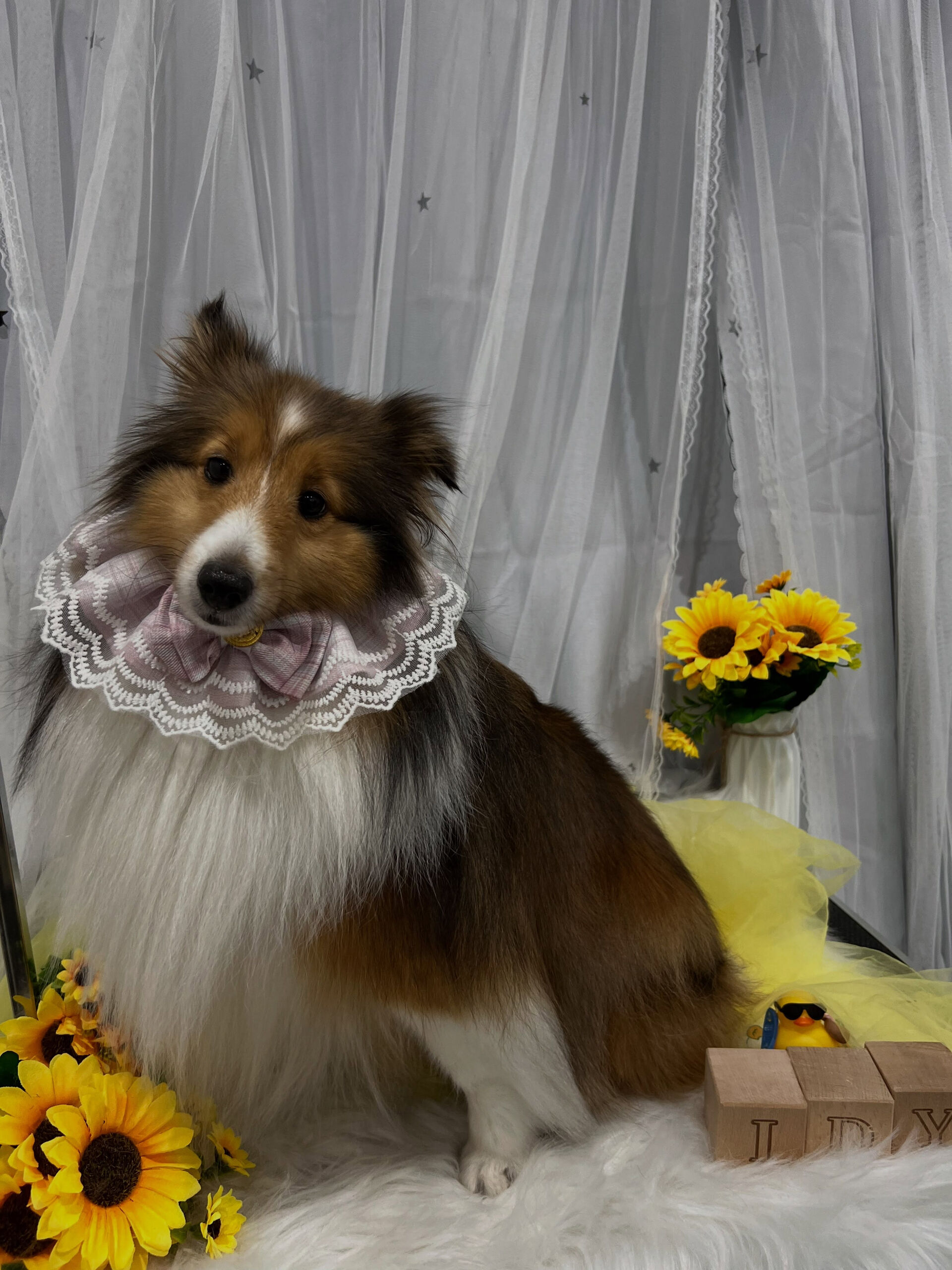 シェットランドシープドッグのベルちゃん🐶