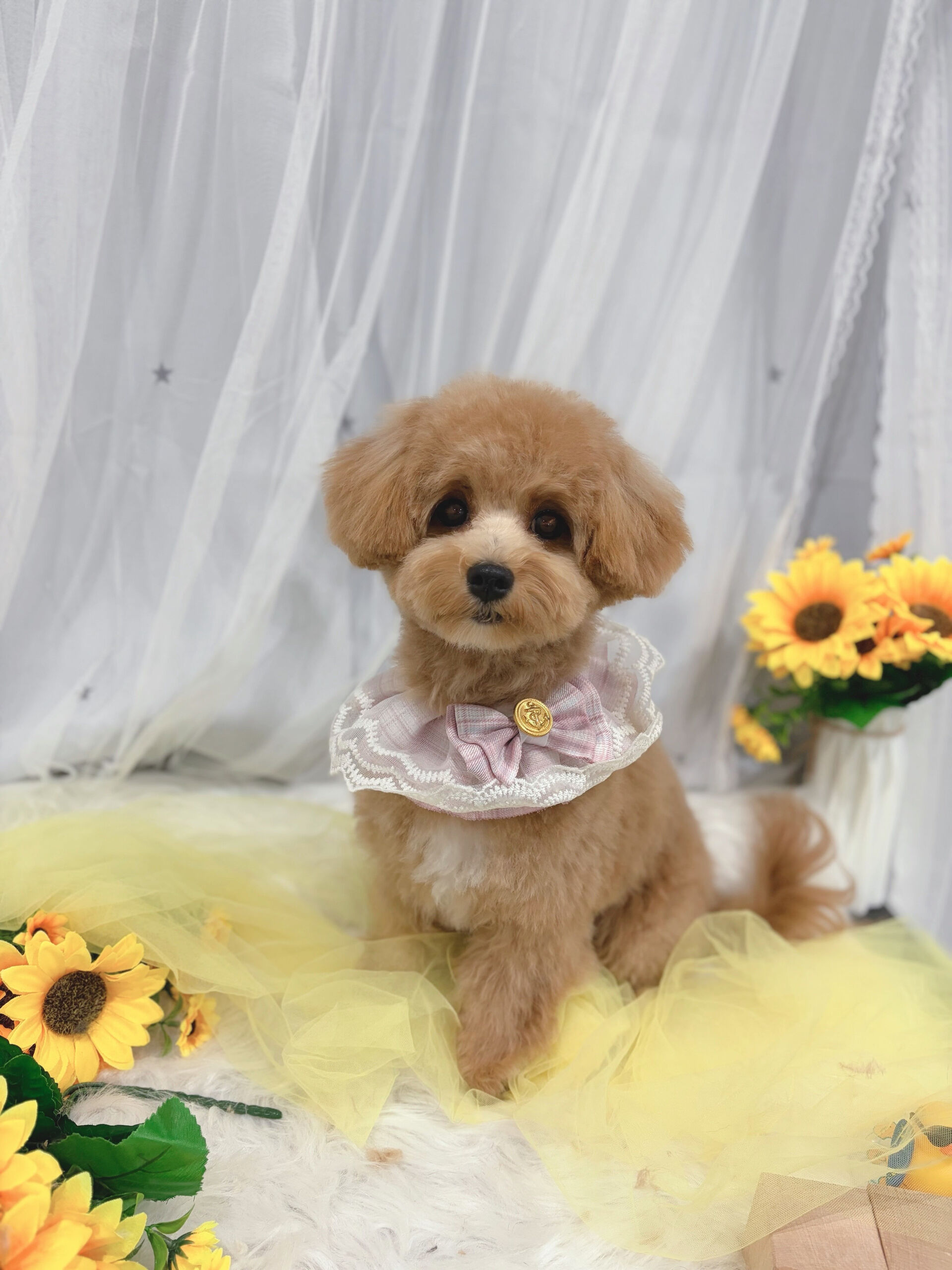 ミックス犬のちゃこちゃん🐶