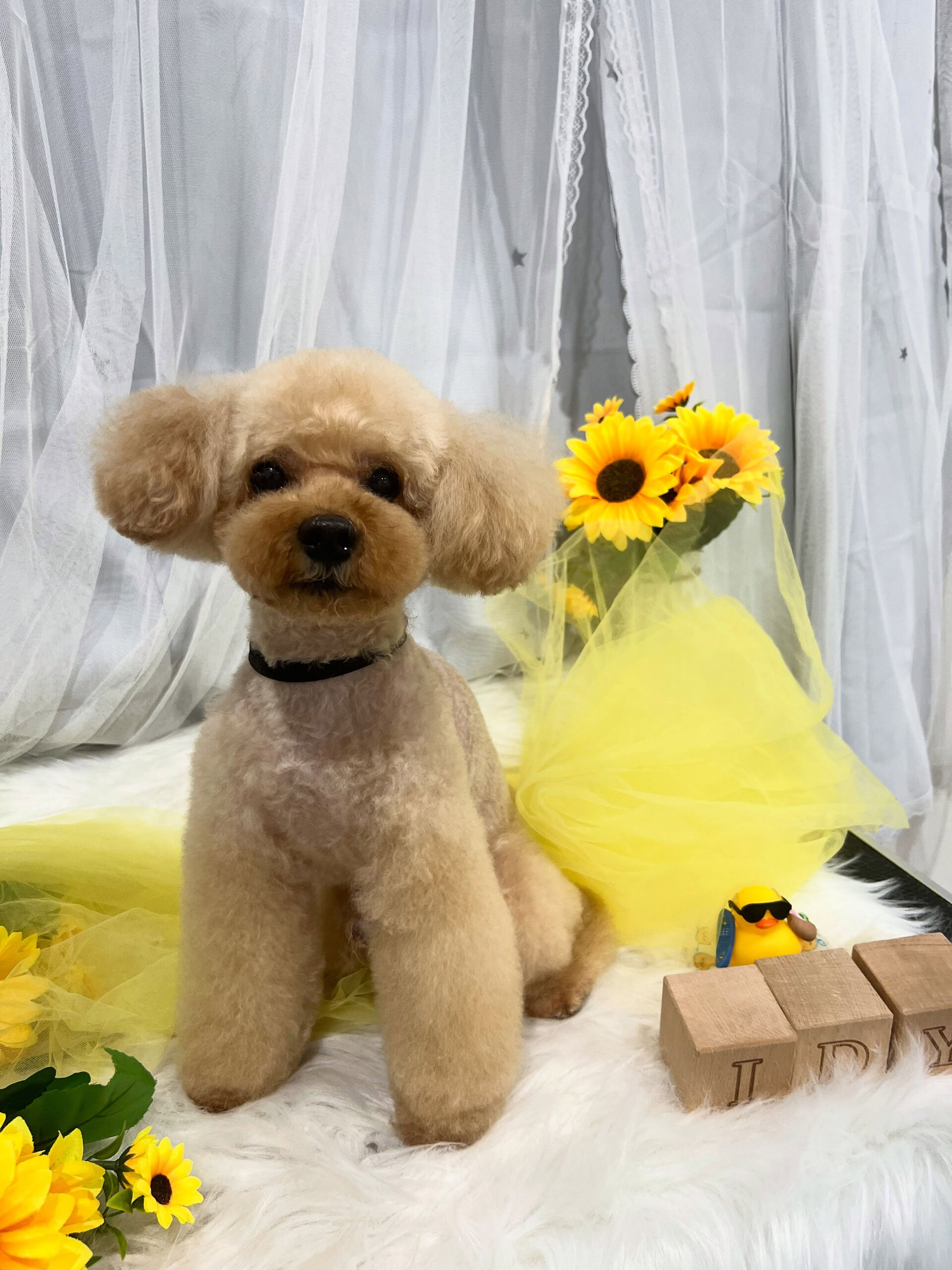 トイプードルのノアちゃん🐶
