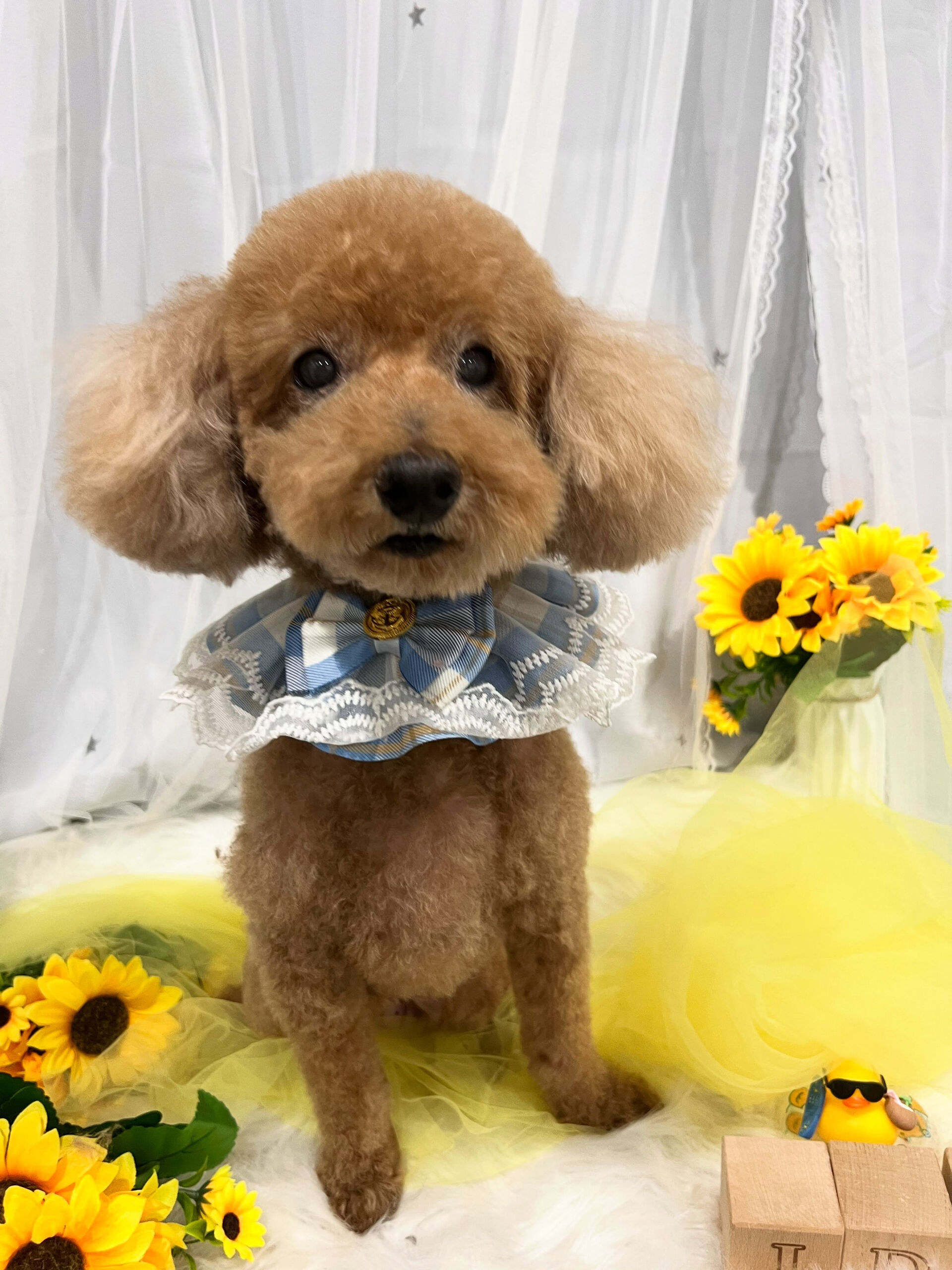 トイプードルのハルちゃん🐶