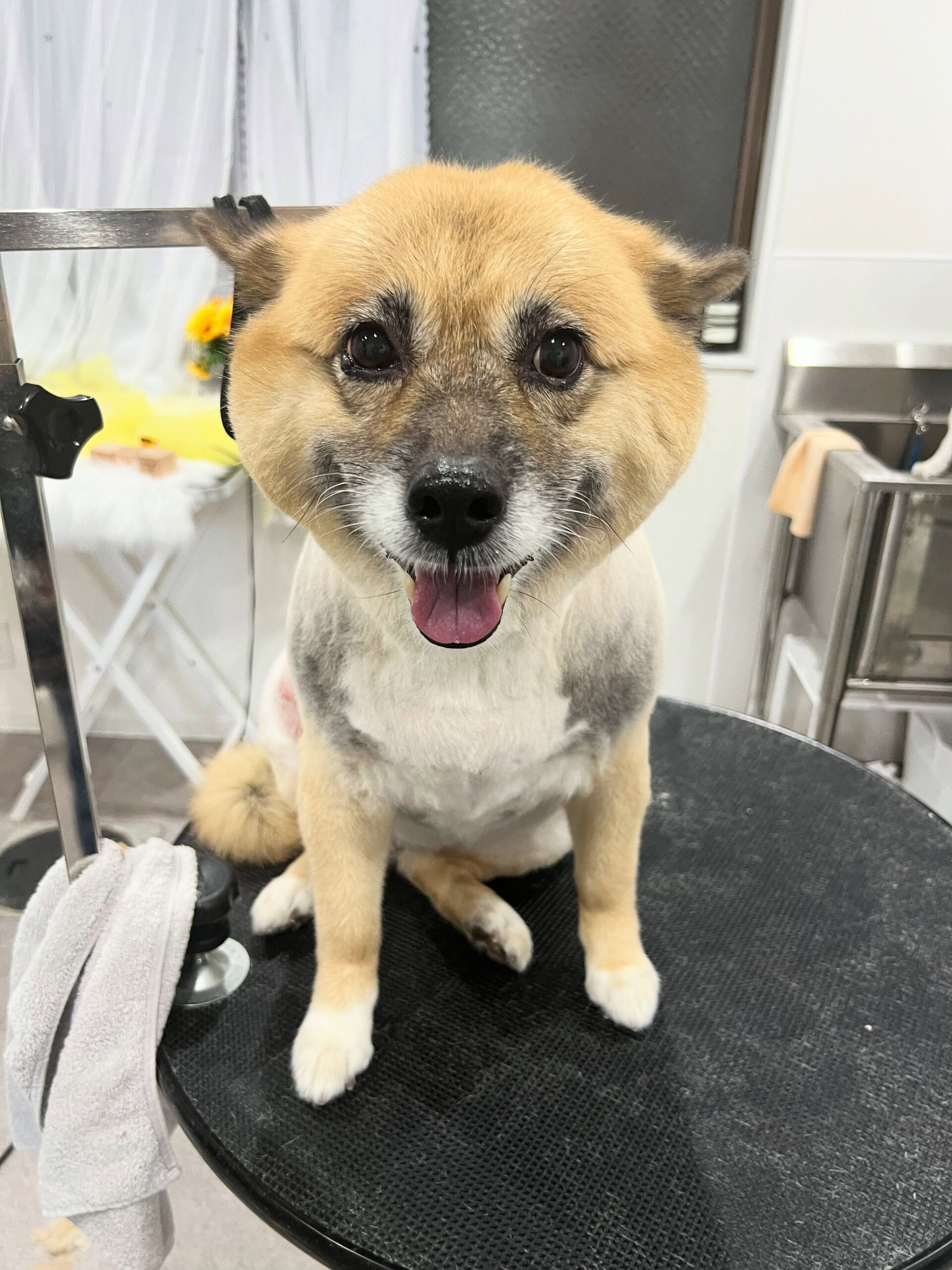 ミックス犬のベルちゃん🐶