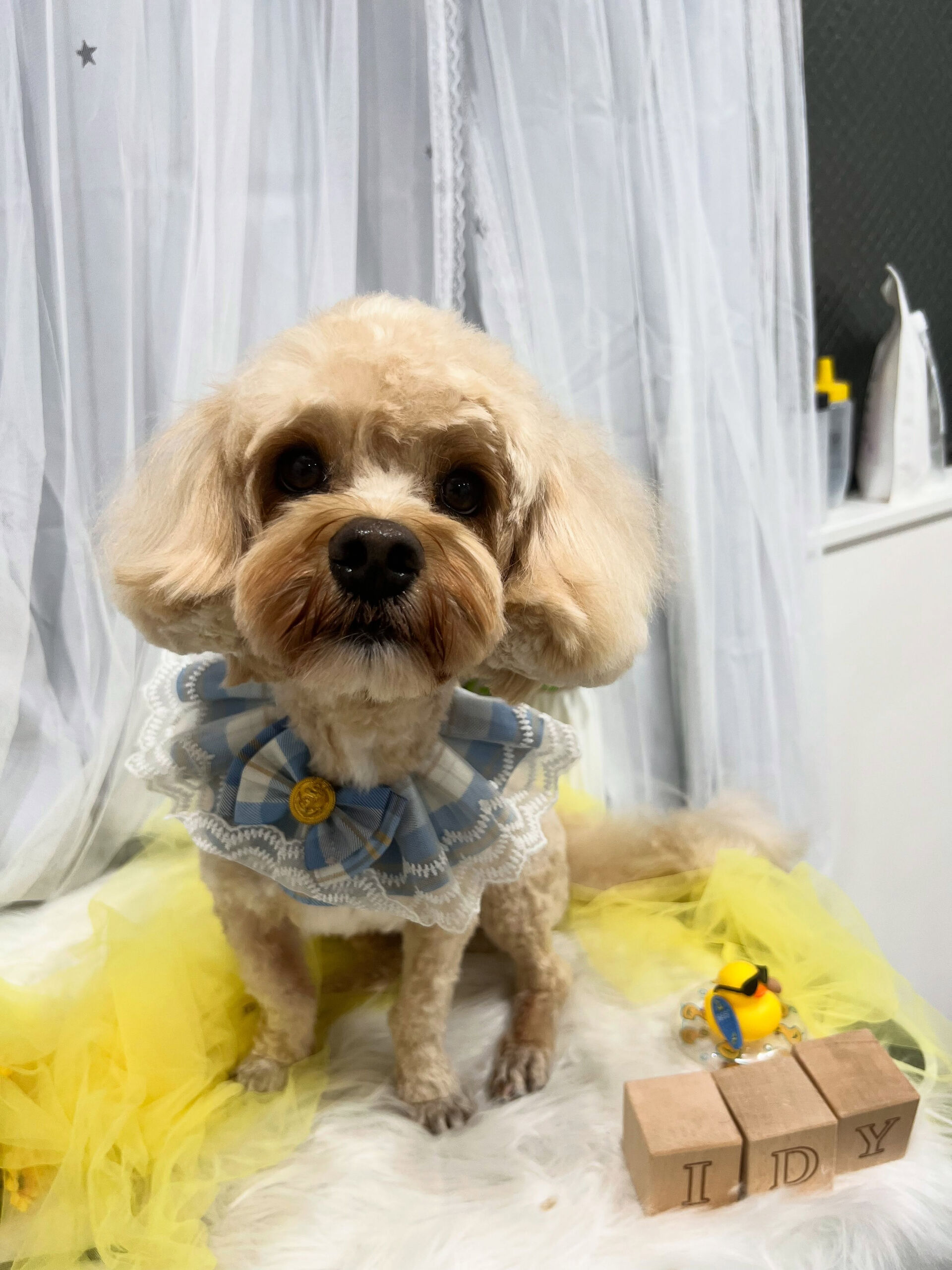 ミックス犬のウニちゃん🐶 