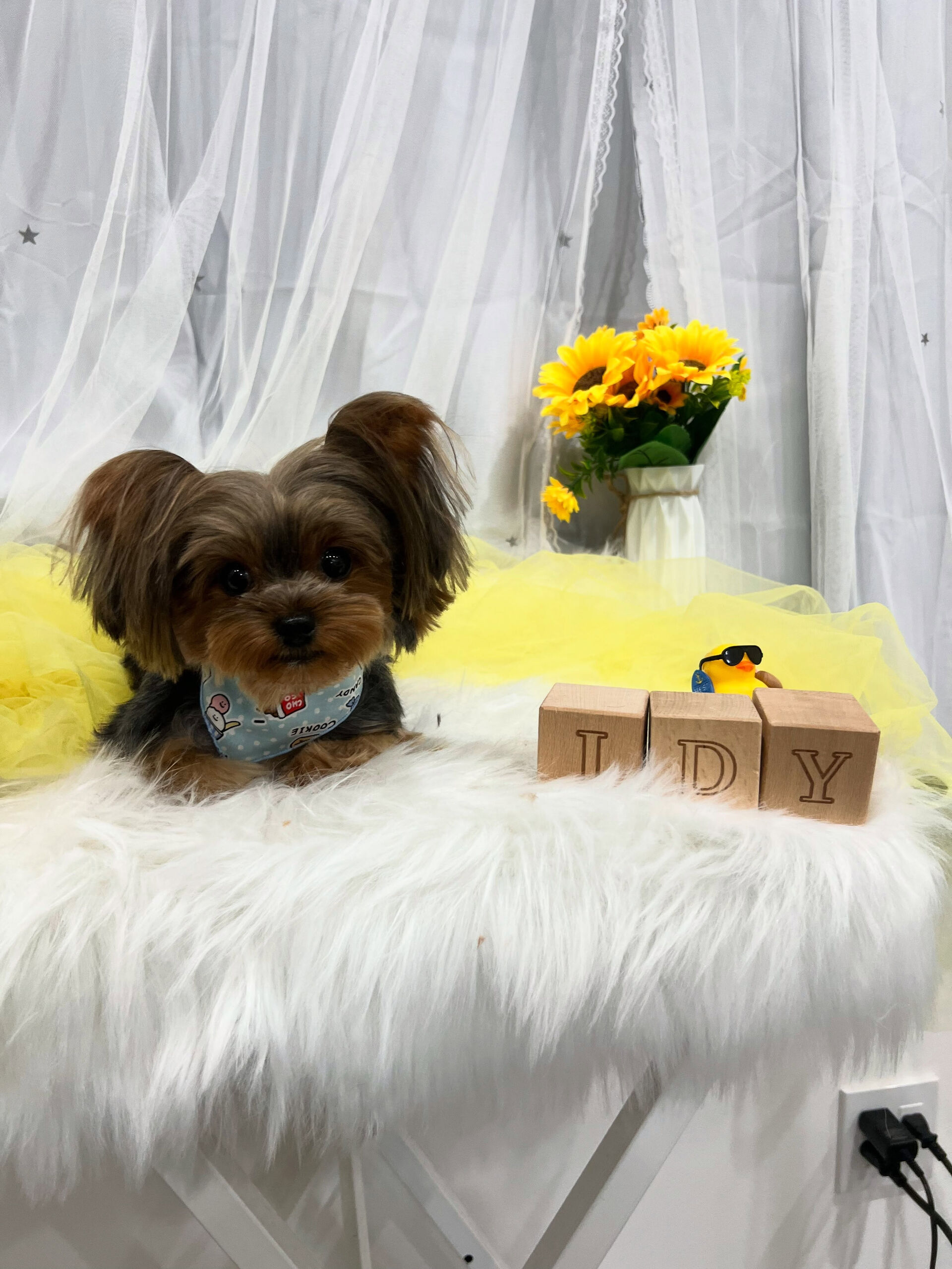 ヨークシャーテリアのチクワちゃん🐶