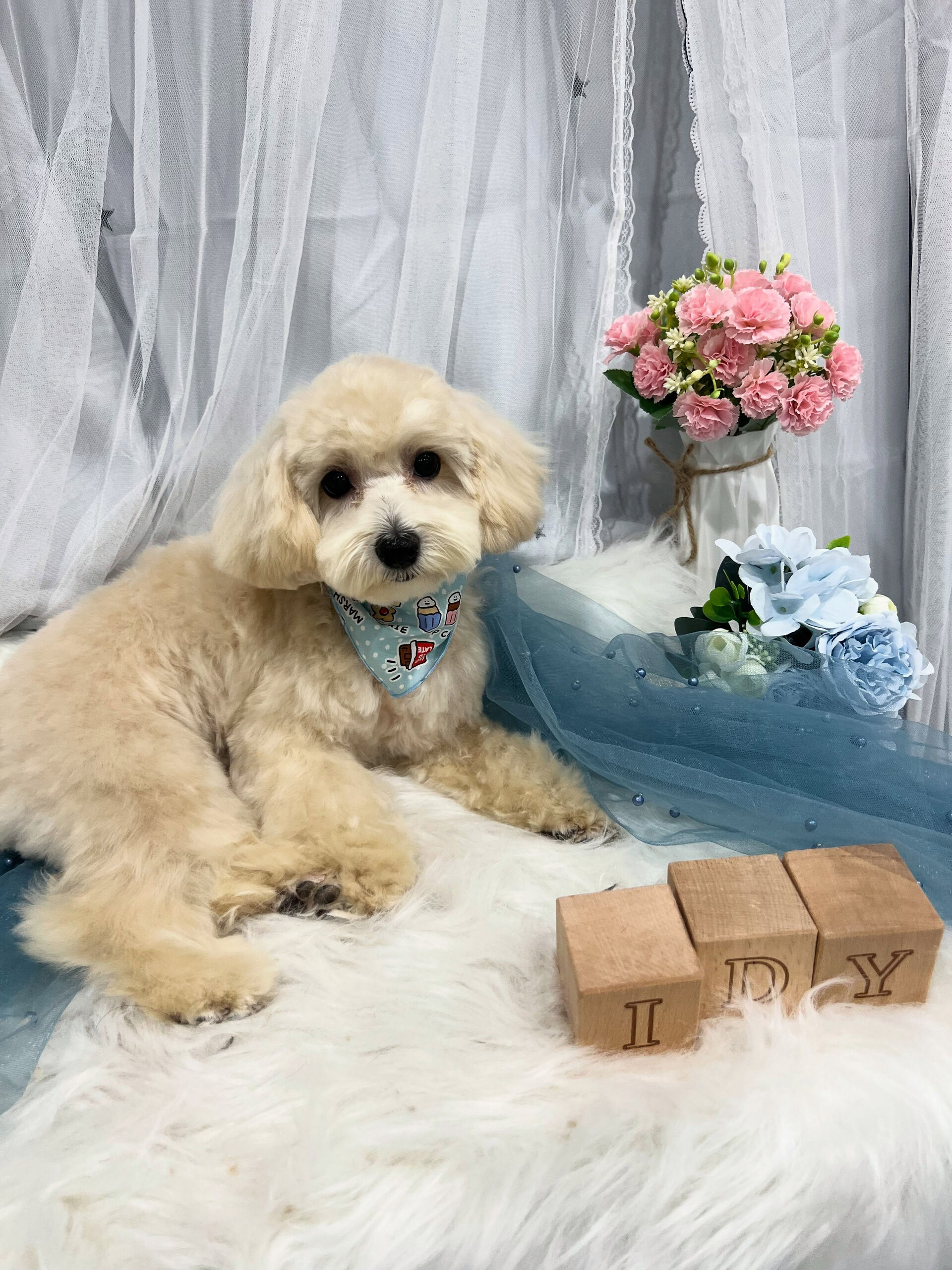 ミックス犬のライちゃん🐶