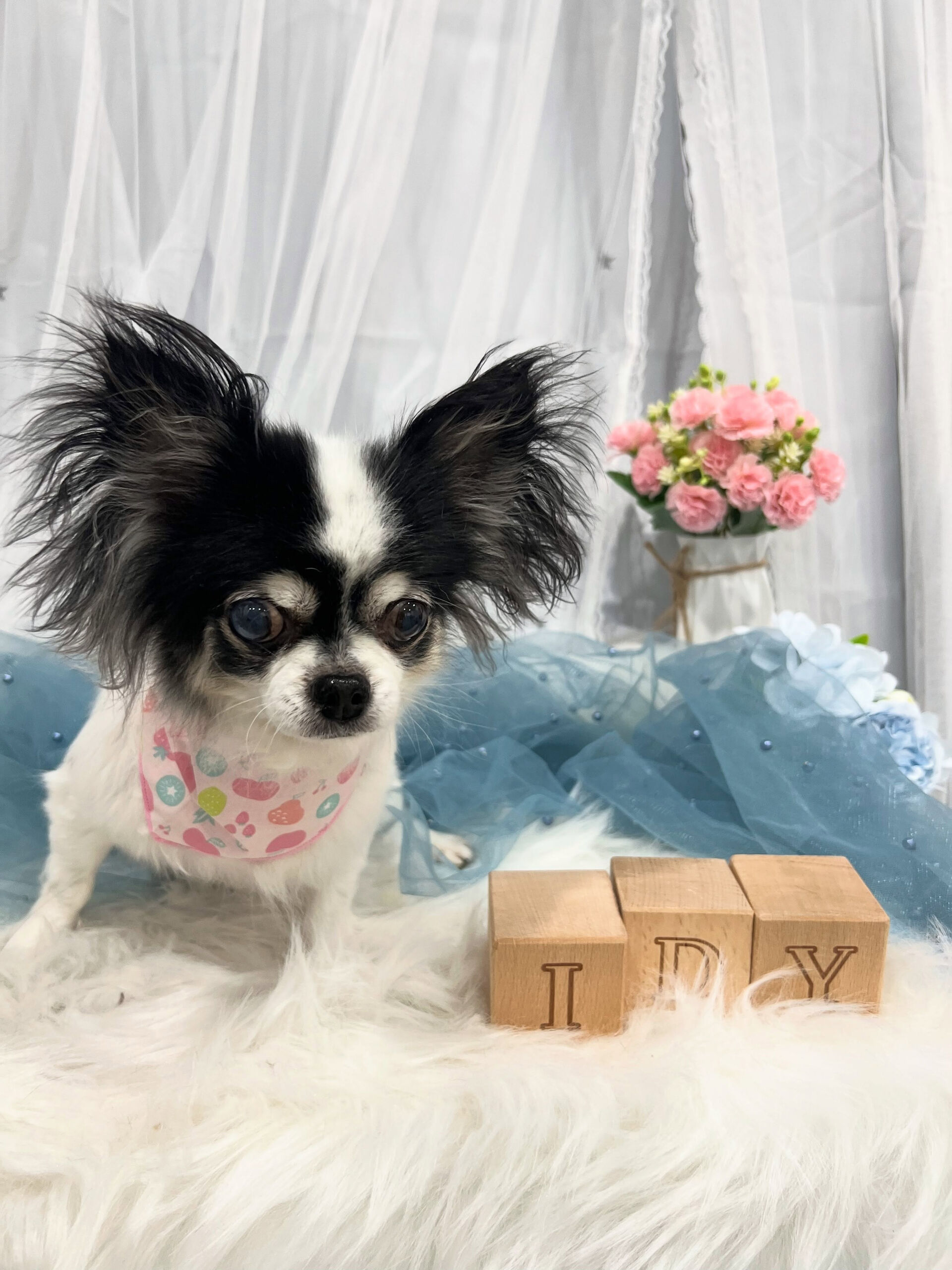 ロングコートチワワのココアちゃん🐶