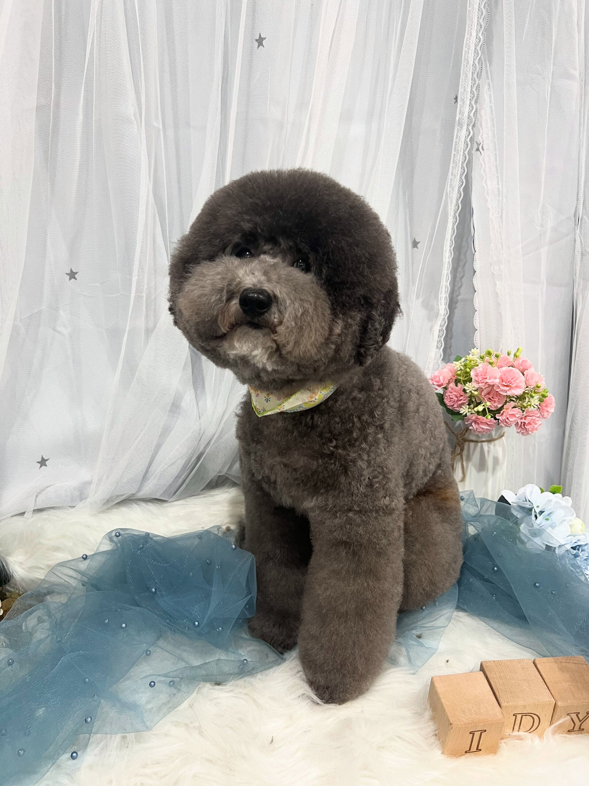 トイプードルのトトロちゃん🐶