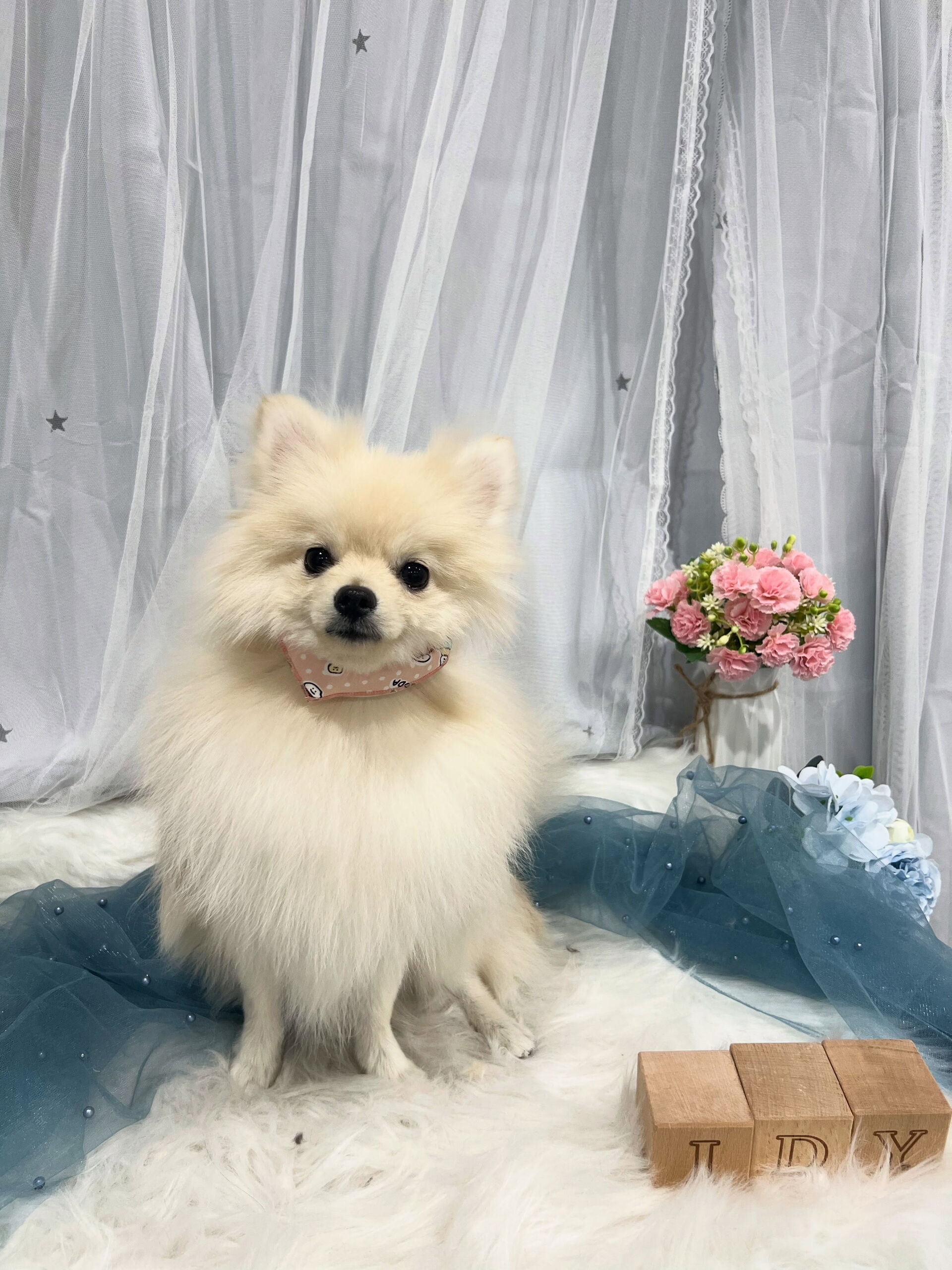 ポメラニアンのてちちゃん🐶