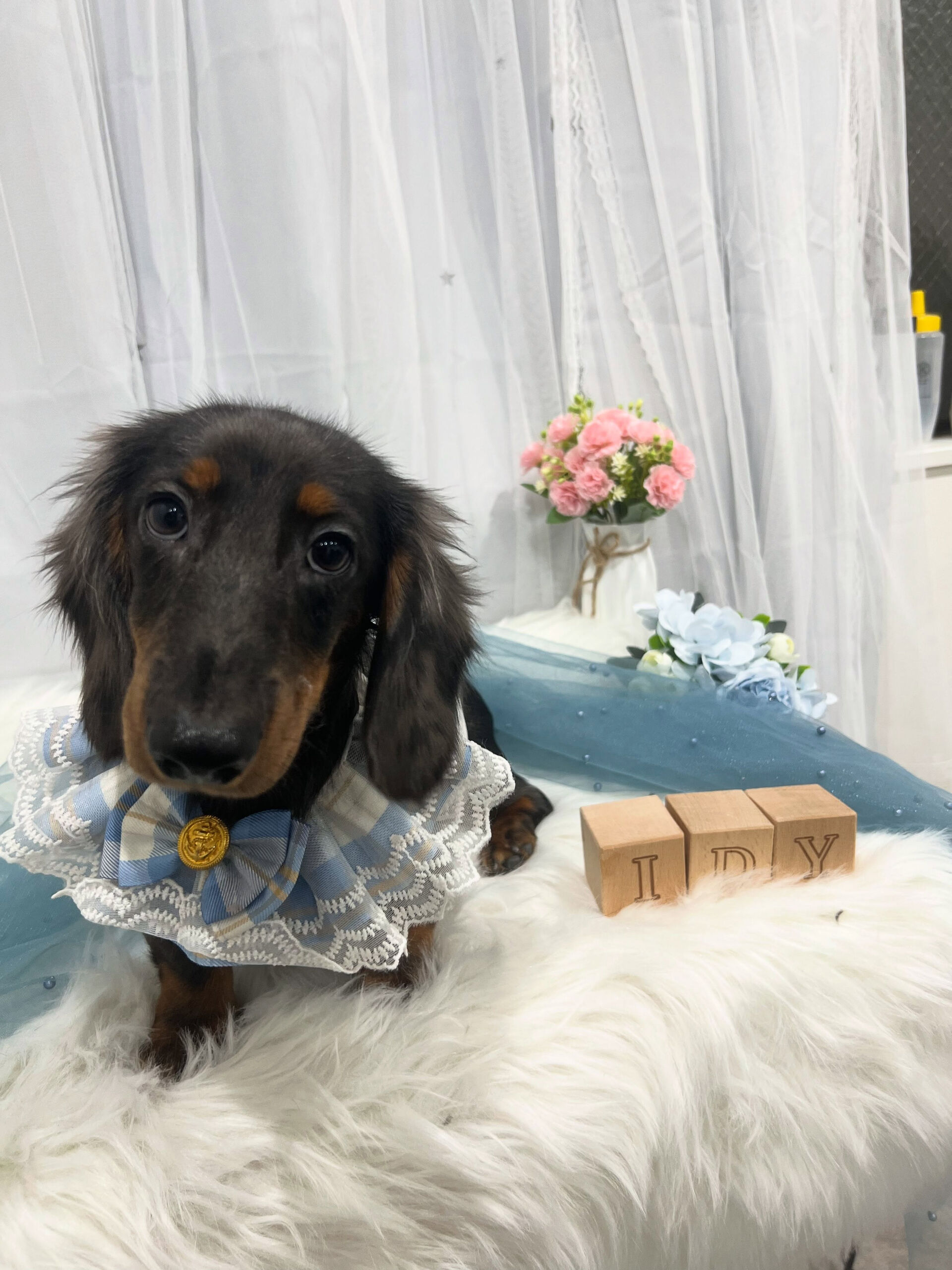 ミニチュアダックスのダイコクちゃん🐶