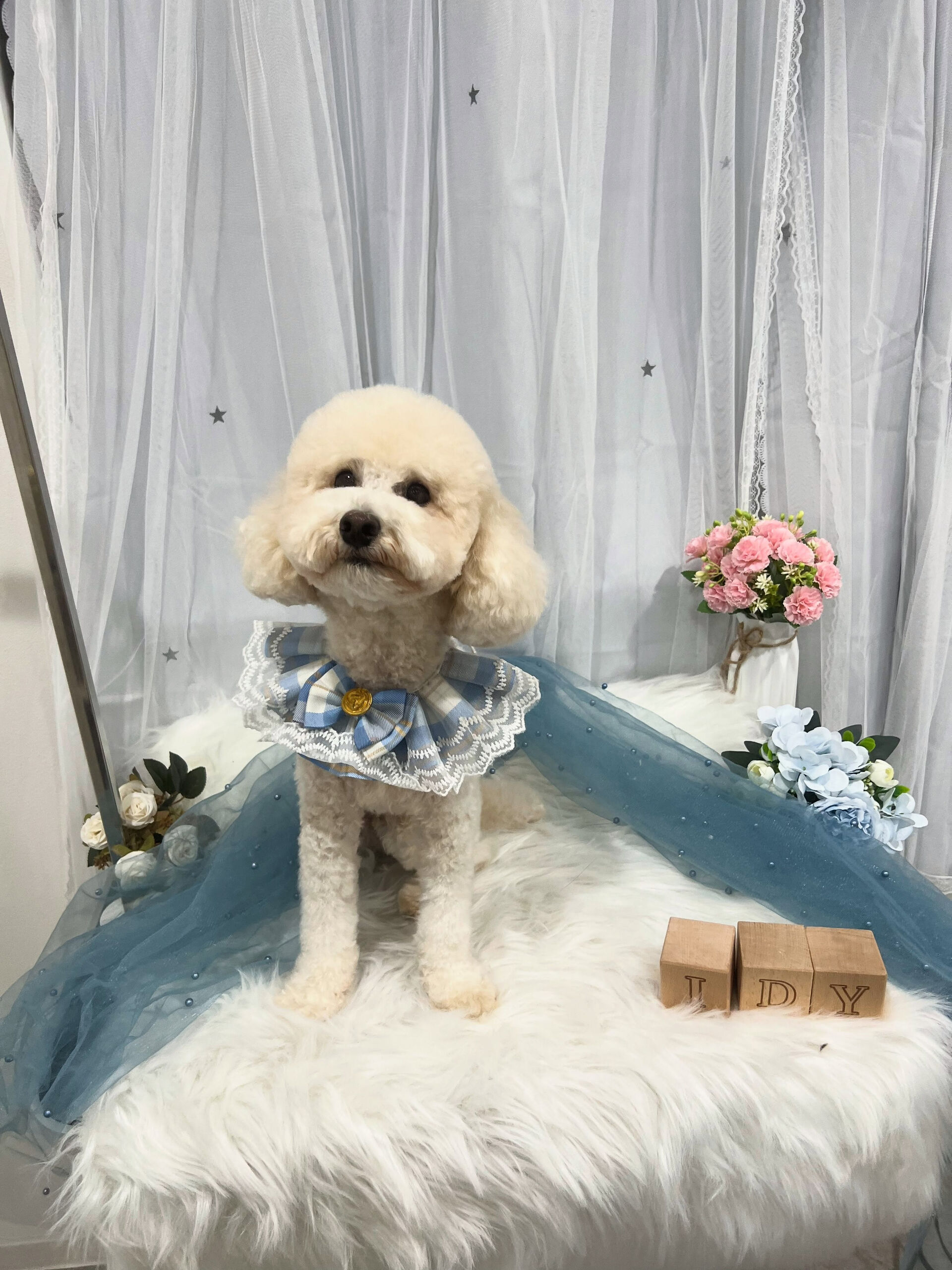 トイプードルのラッキーちゃん🐶